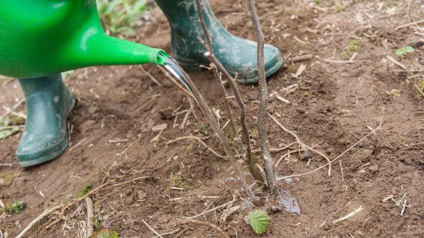 A person in wellies watering a young tree in the ground with a watering can.