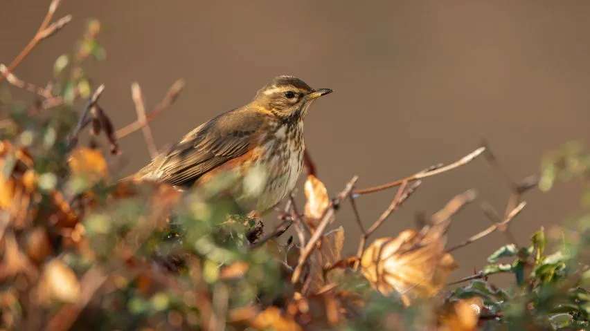 A Redwing perched on hedge during autumn.