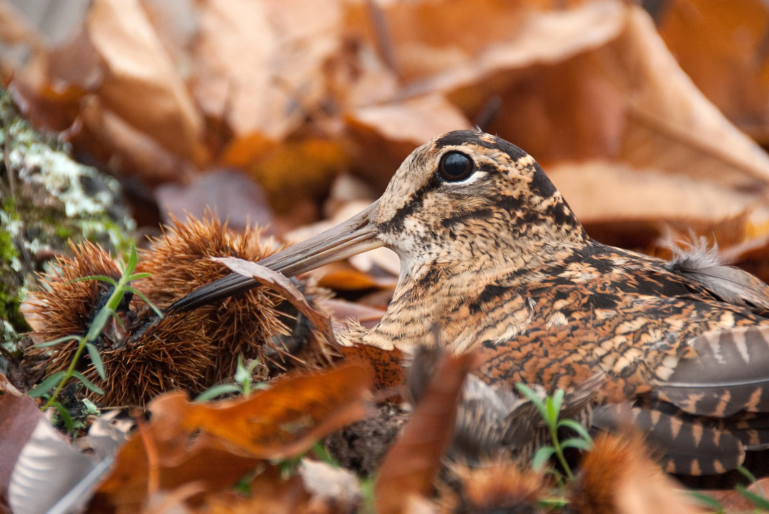 A lone Woodcock camouflaged between leaves. 