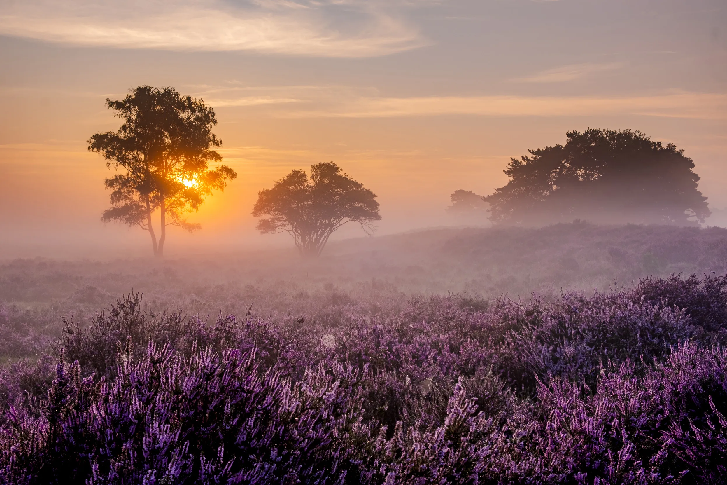 A heathland of purple heather in a sunset mist.