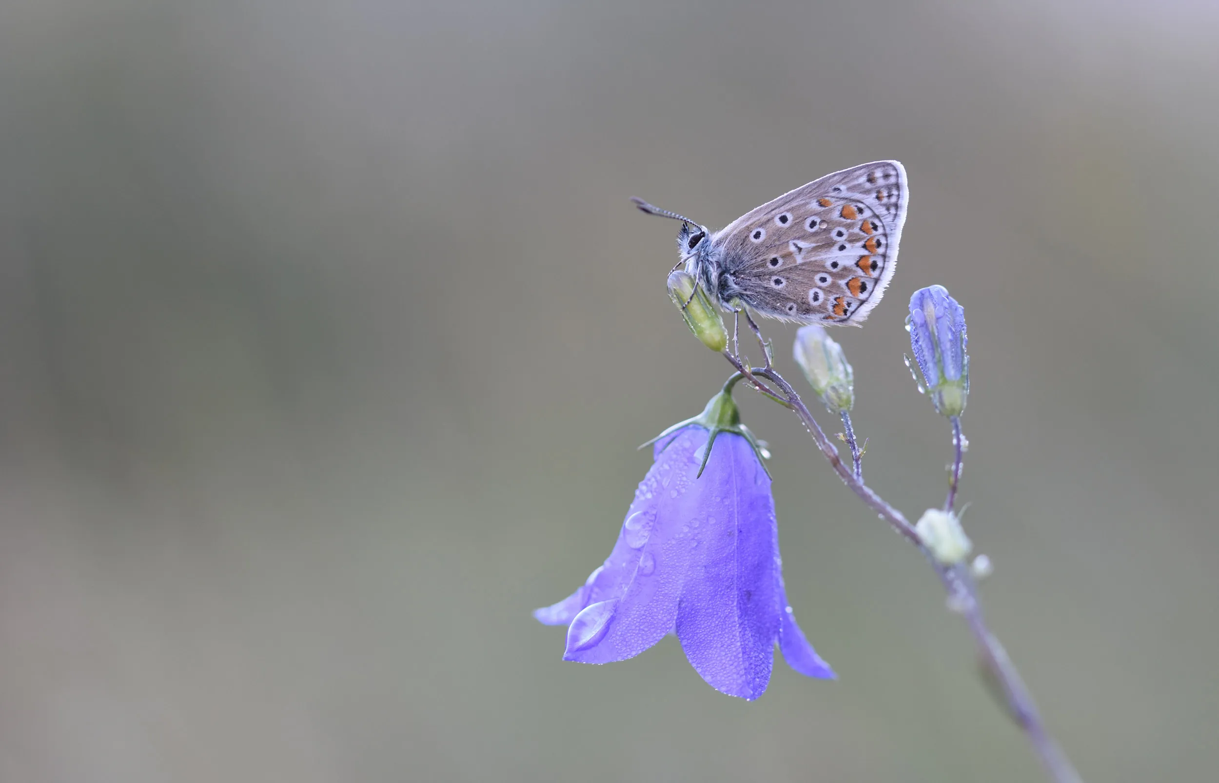 A Common Blue Butterfly perched on top of a lilac Harebell flower.