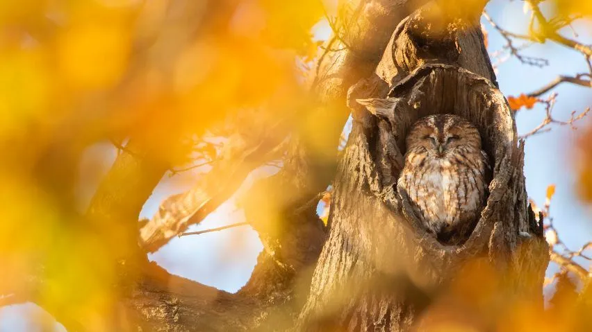 A Tawny Owl asleep in it's hollow in an oak tree during autumn with orange leaves surrounding the bird.