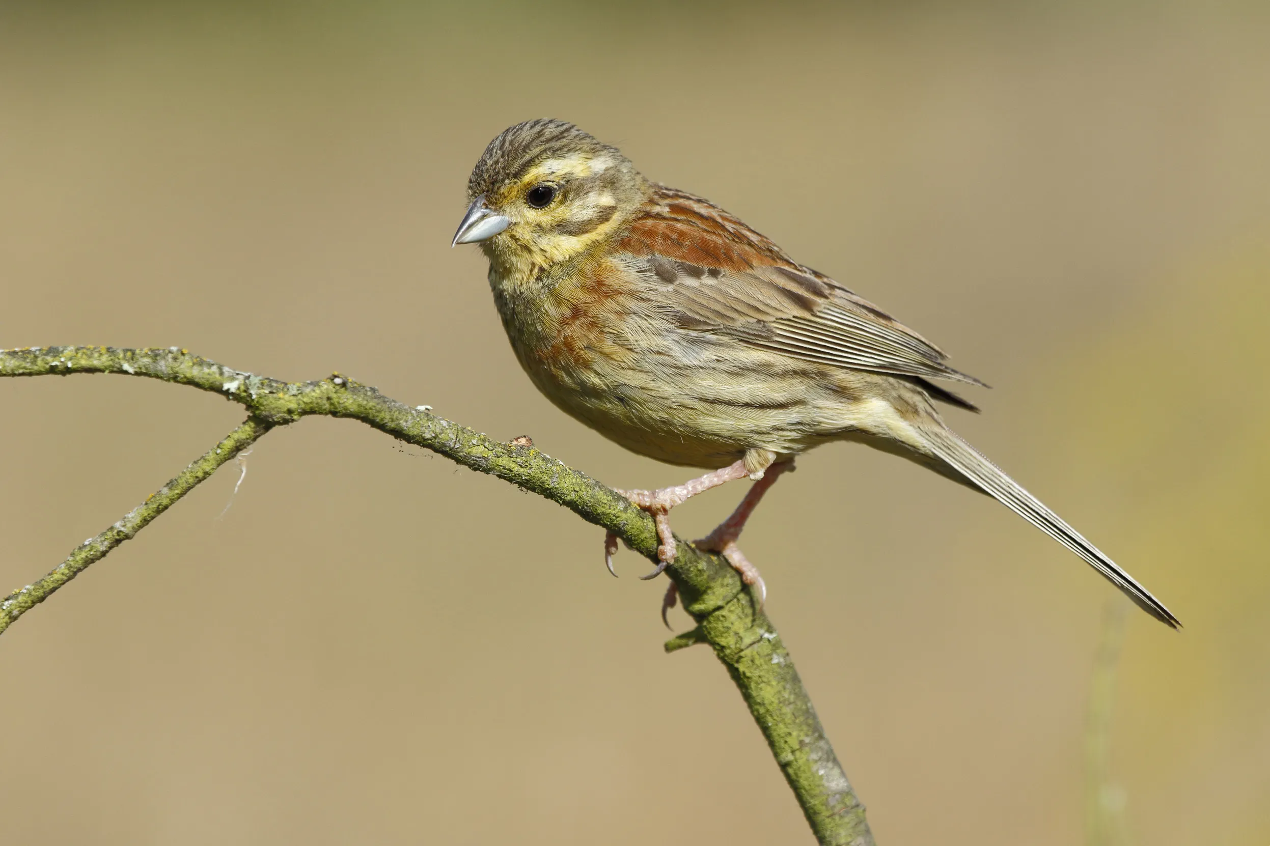 A female Cirl Bunting perched on a tree branch.