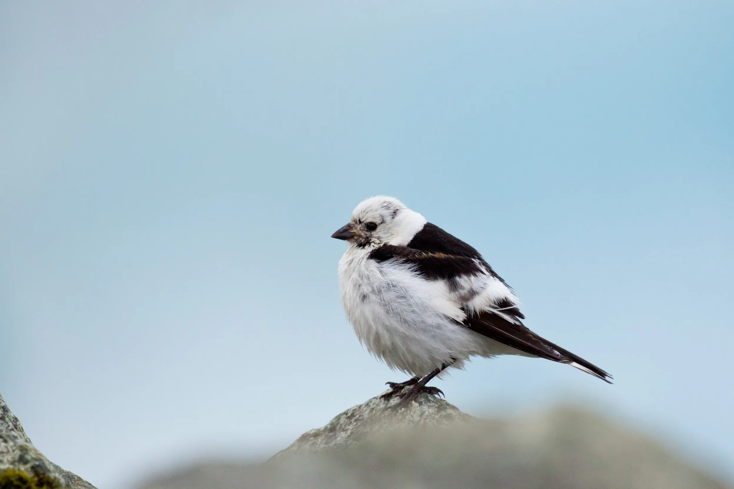 A lone male Snow Bunting sat on a rock.