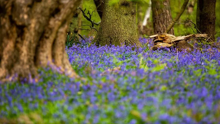 A woodland floor, carpeted in Bluebells.