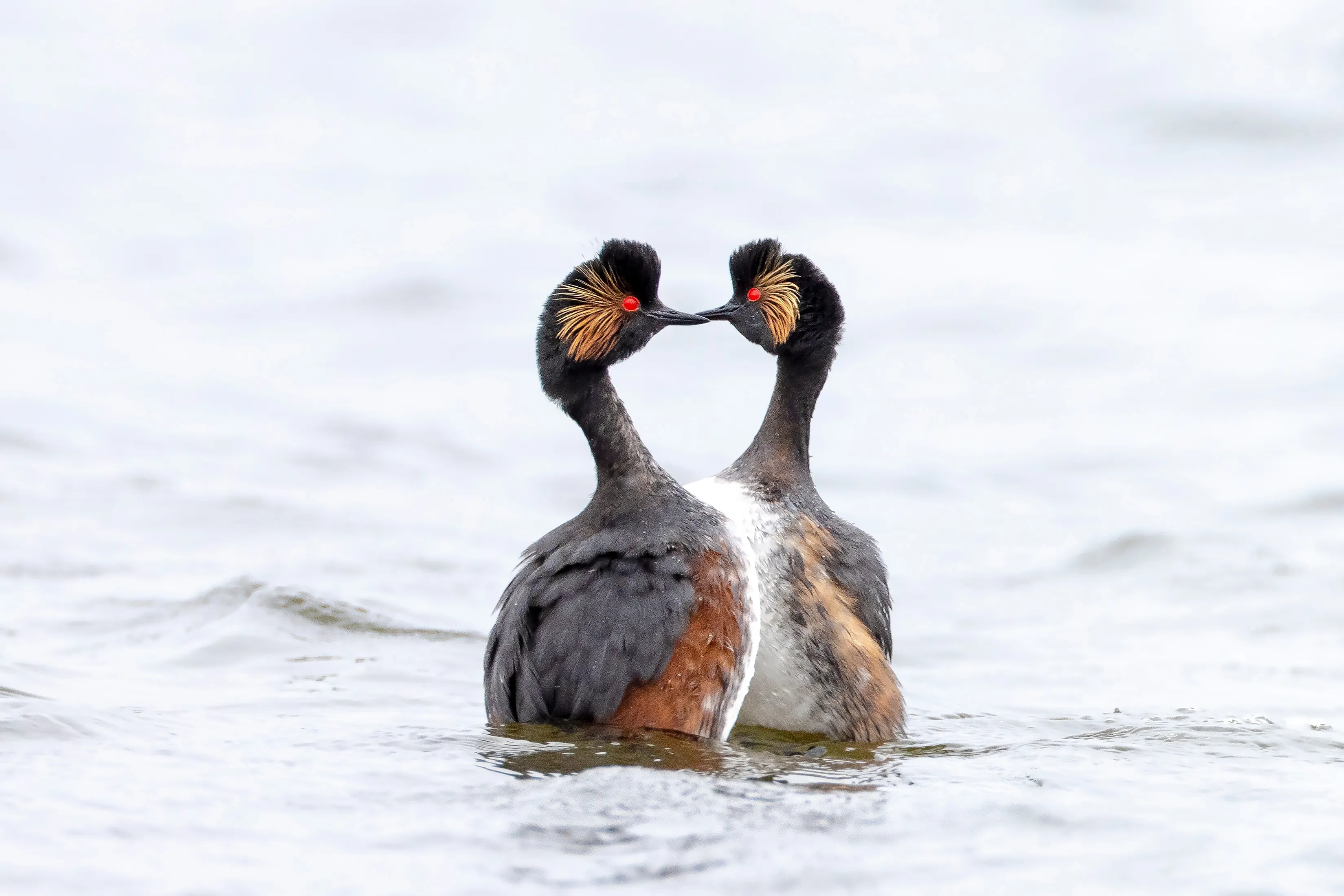 Black-necked Grebes courting in water.