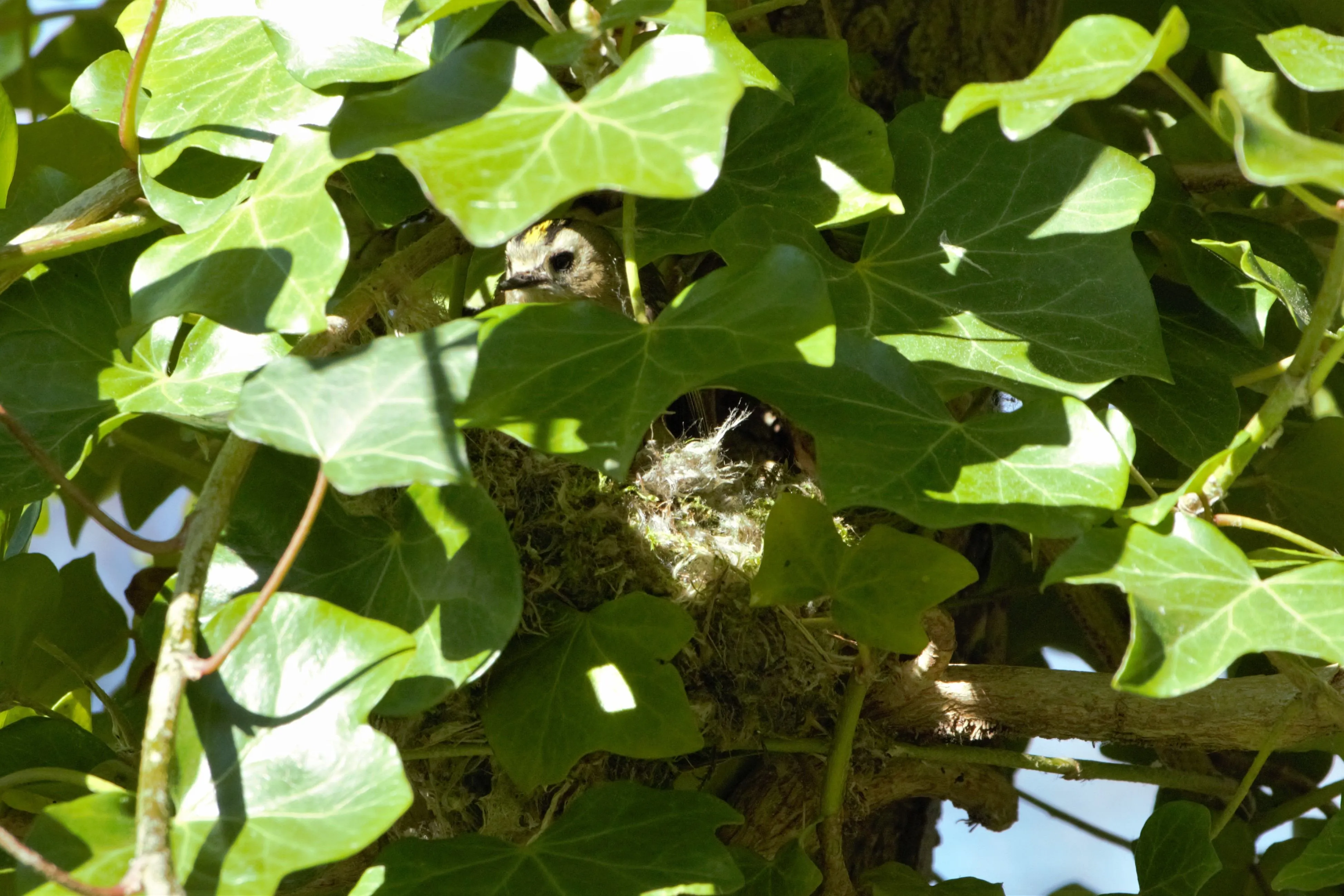 A goldcrest peeks through behind creeping ivy, sitting in it's nest.