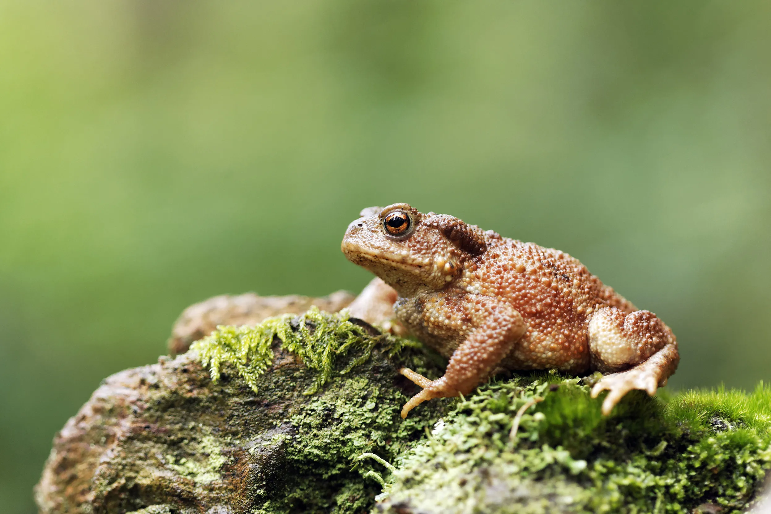 A Common Toad perched on a moss covered rock.