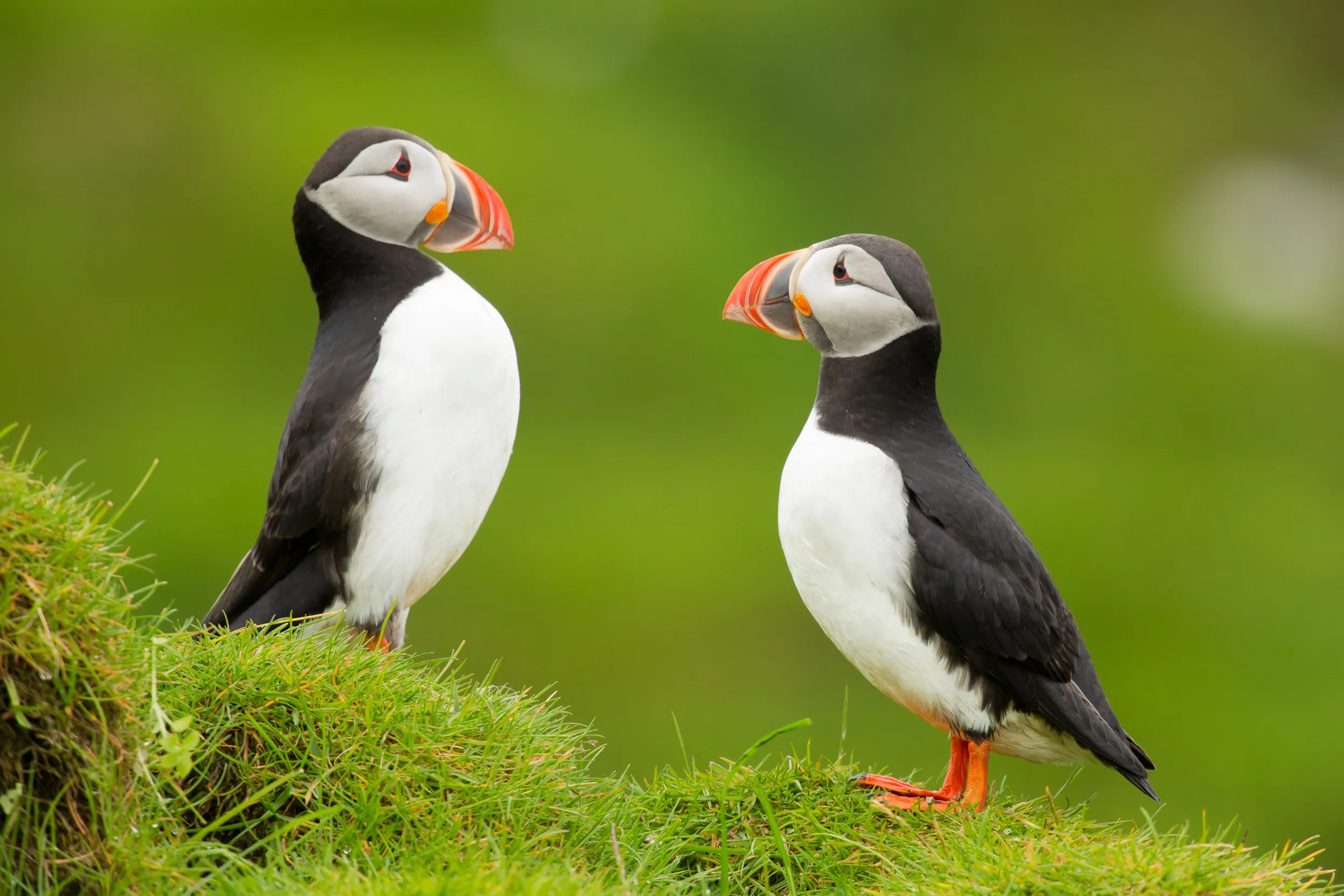 Two Puffins stood on a green cliff.