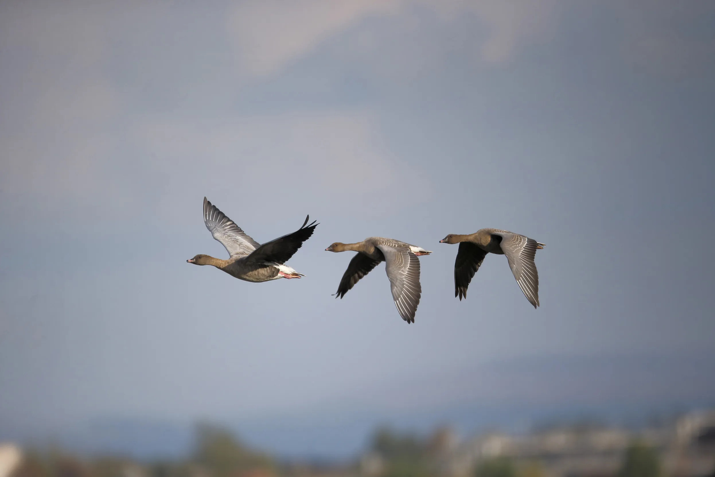 Three Pink-footed Geese flying in a line above the blurred backdrop of a green landscape.