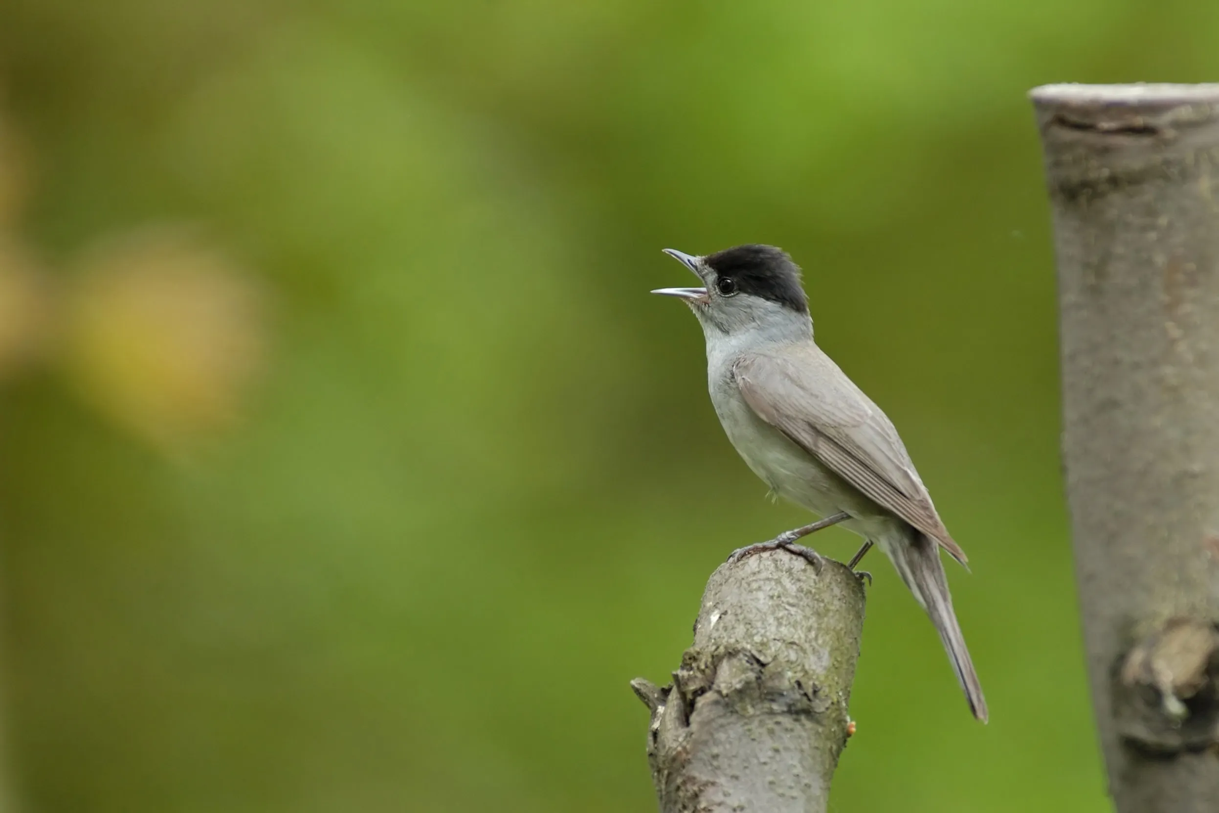 A lone Blackcap singing whilst perched on a tree stump.