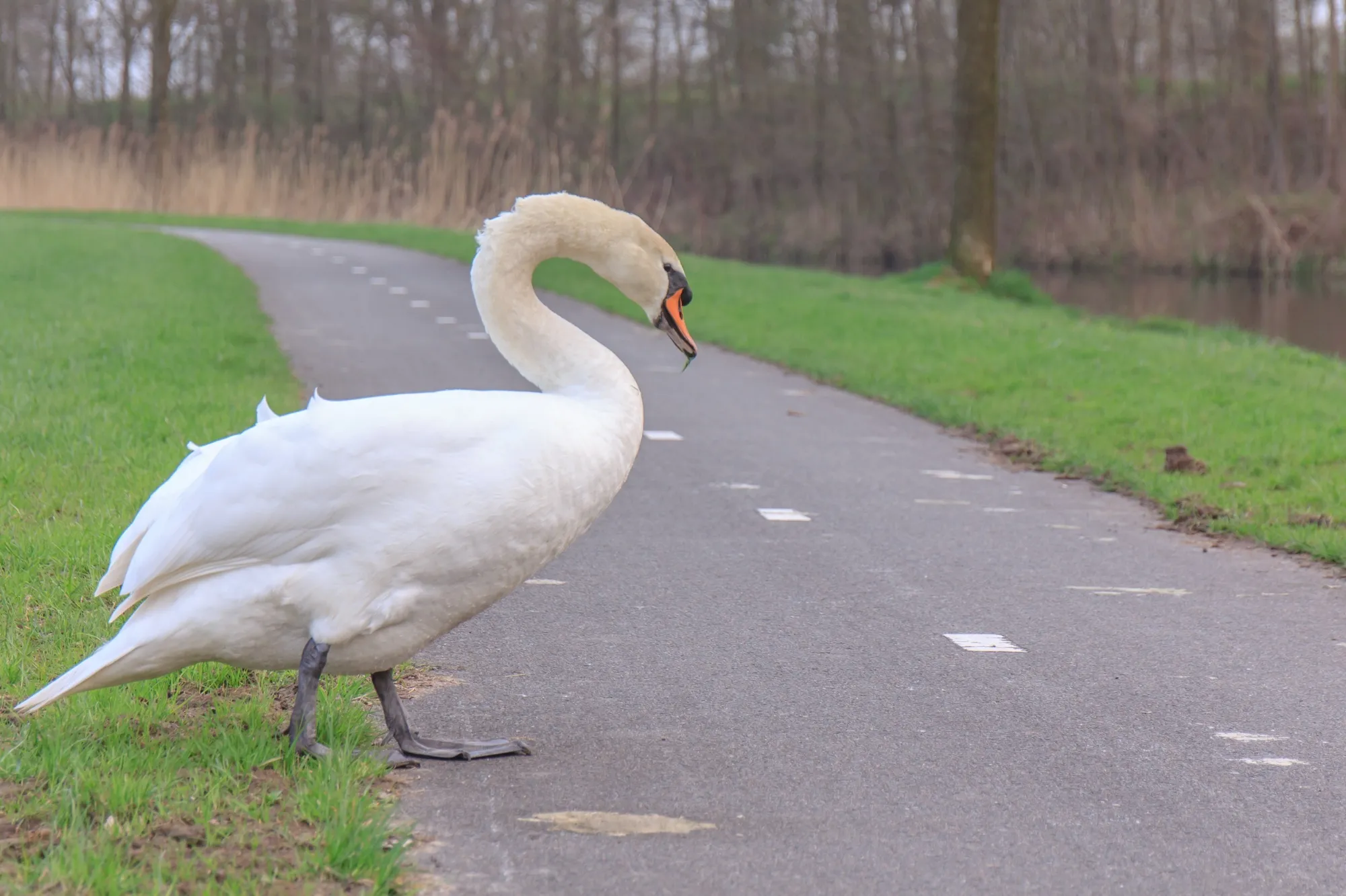 Swan crossing a road surrounded by trees