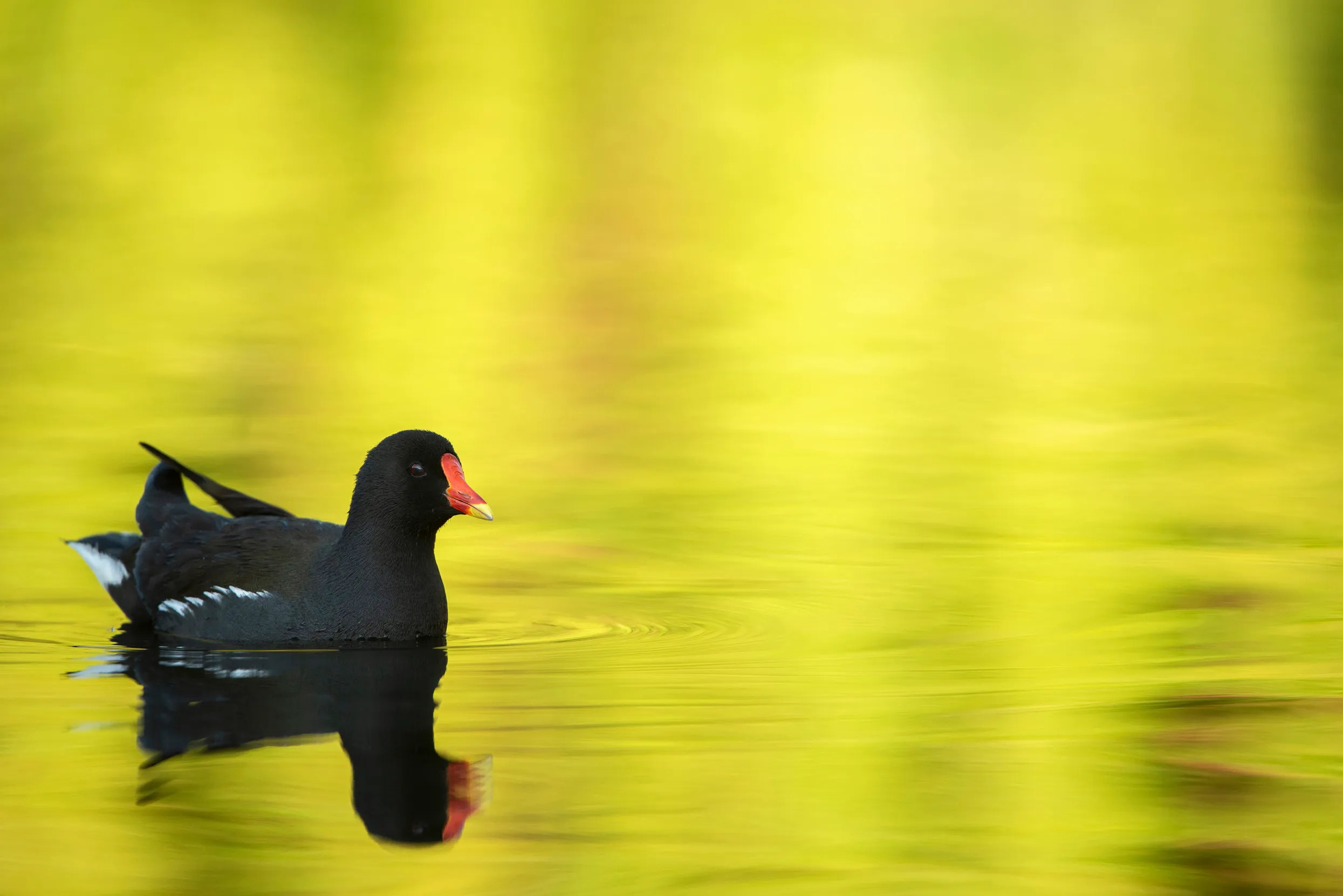 A lone Moorhen swimming on water with a green reflection from it's surroundings.