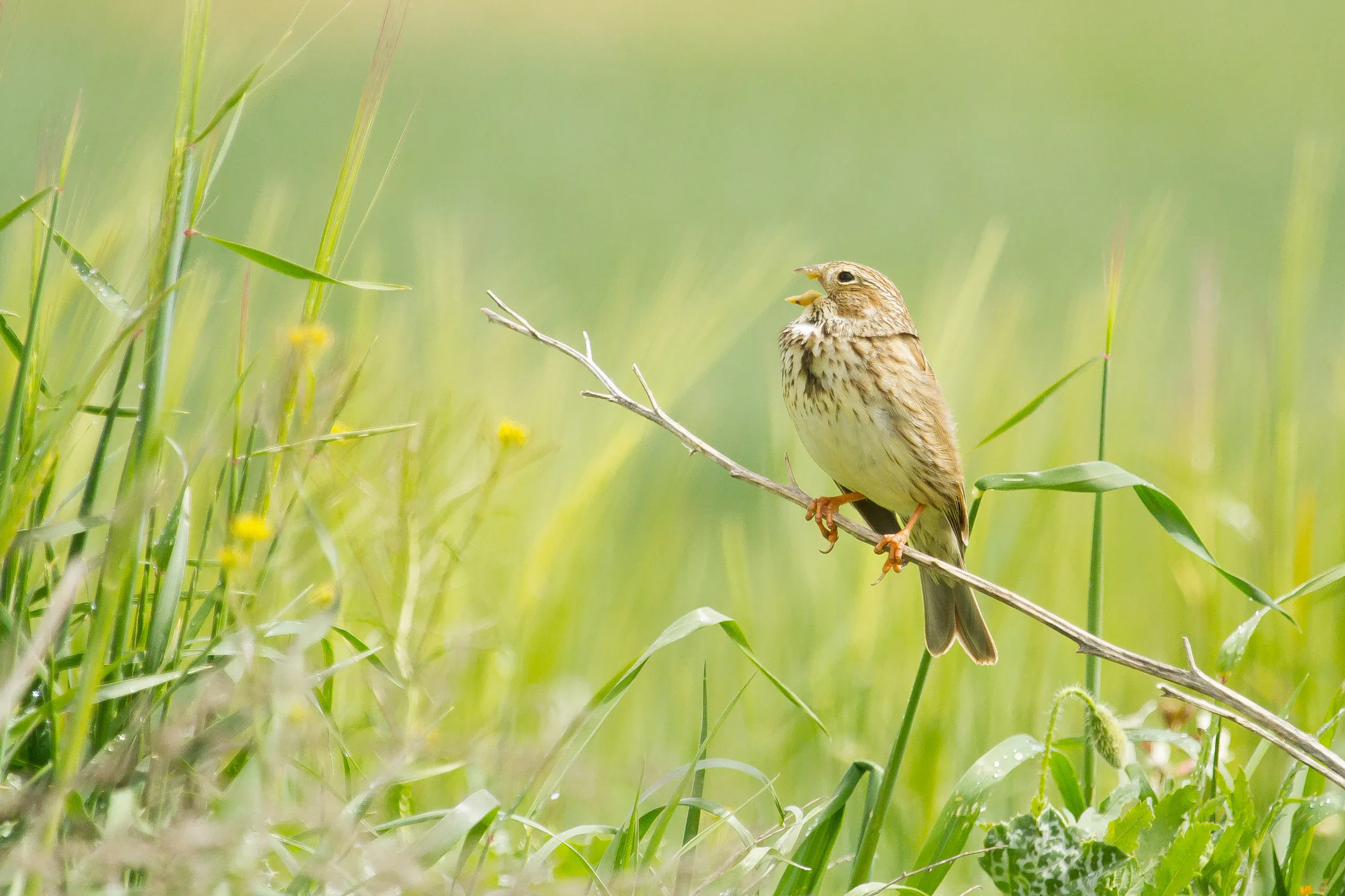 Corn Bunting singing on wheat in a field.