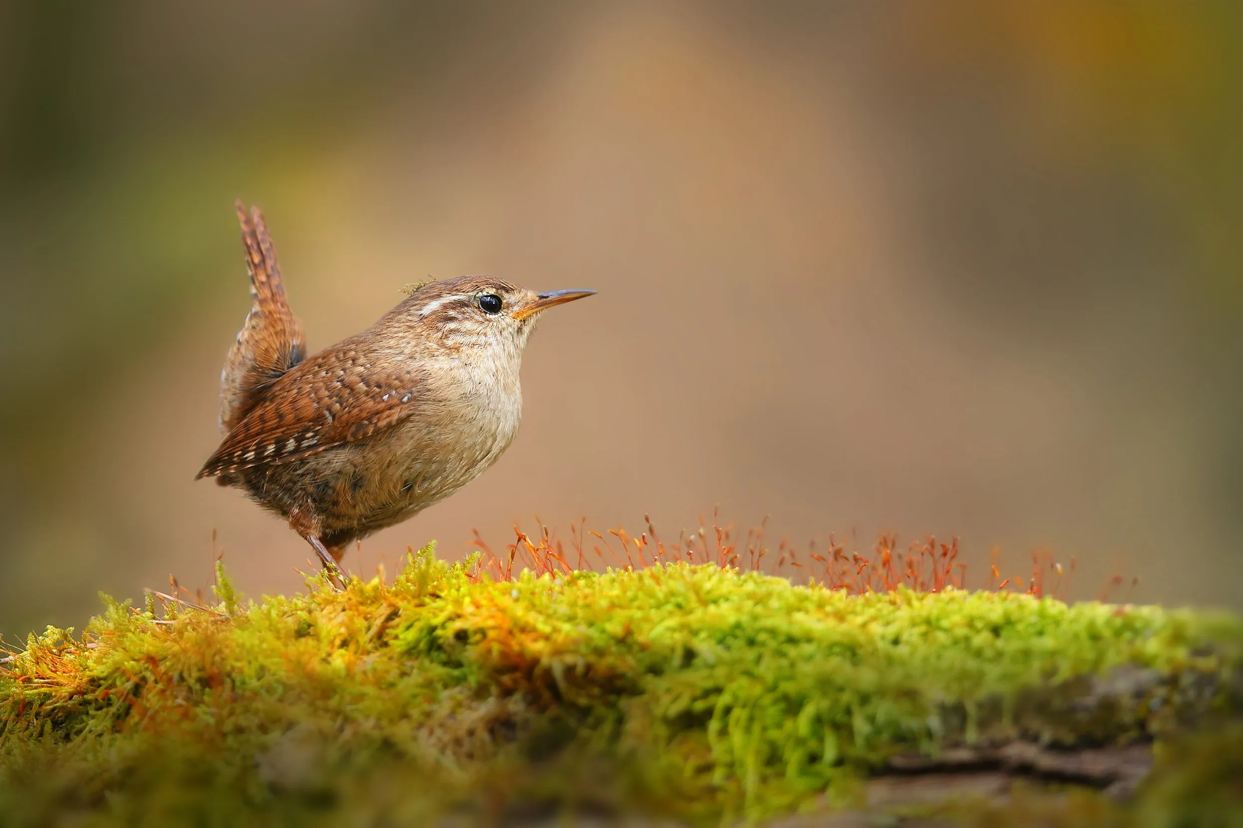 A lone Wren stood on a log covered in green, yellow and red moss.