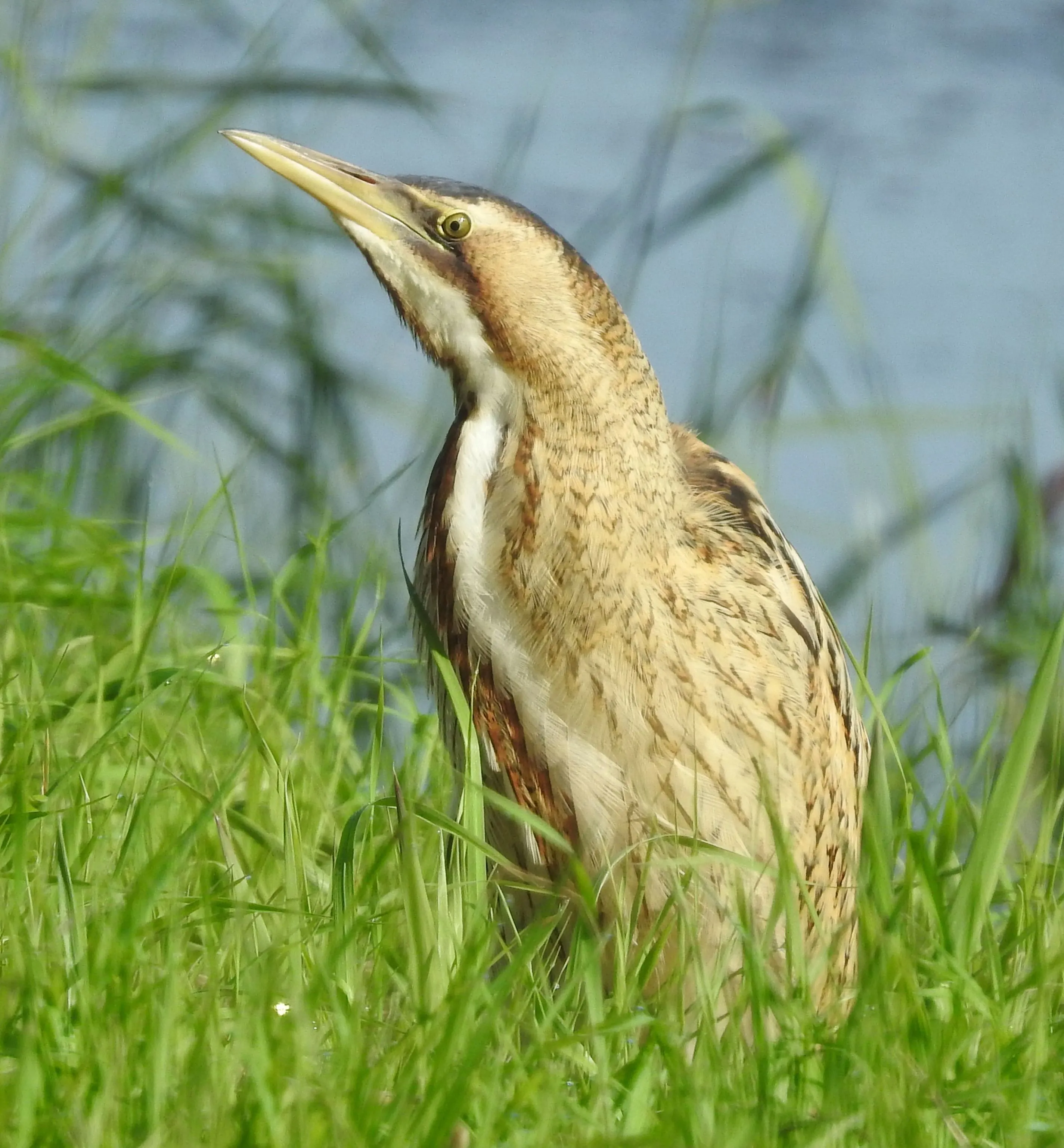 Side profile of a Bittern in the grass.