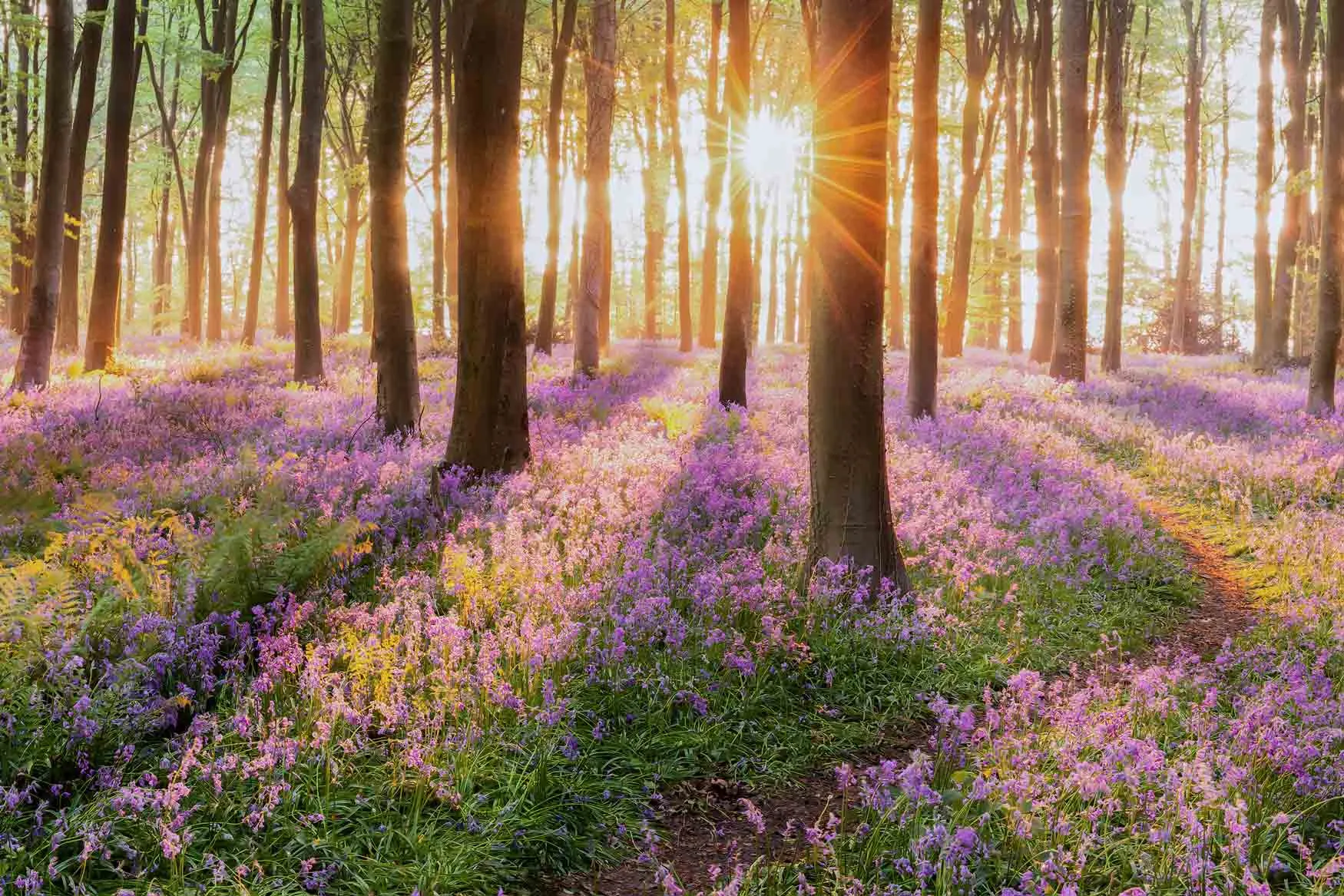 Low, golden sun rays stretching through the woodland, illuminating a mass of Bluebells on the woodland floor.