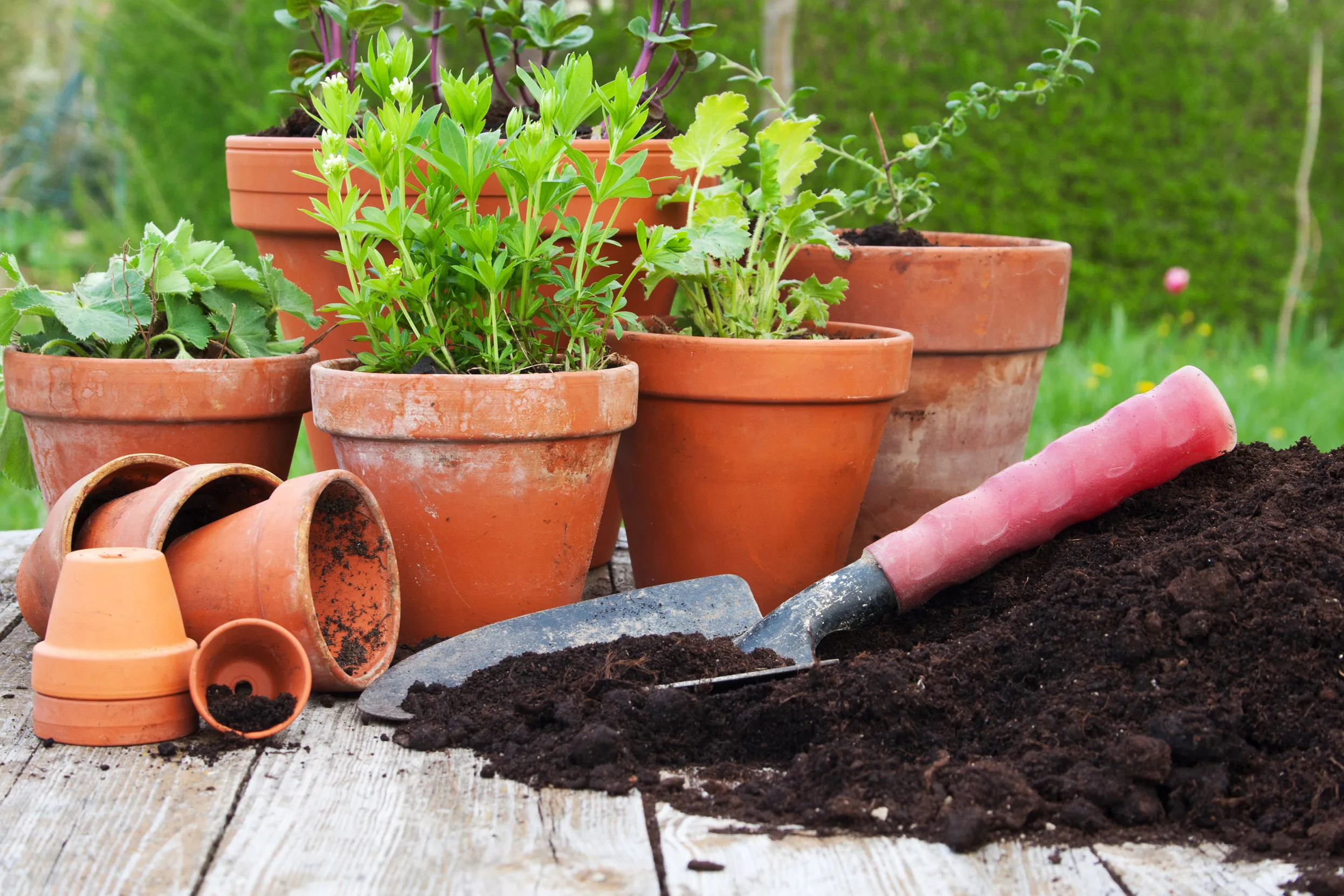 A small pile of compost, with a trowel on top. Terracotta flower pots in the background, five of them are planted with green plants.