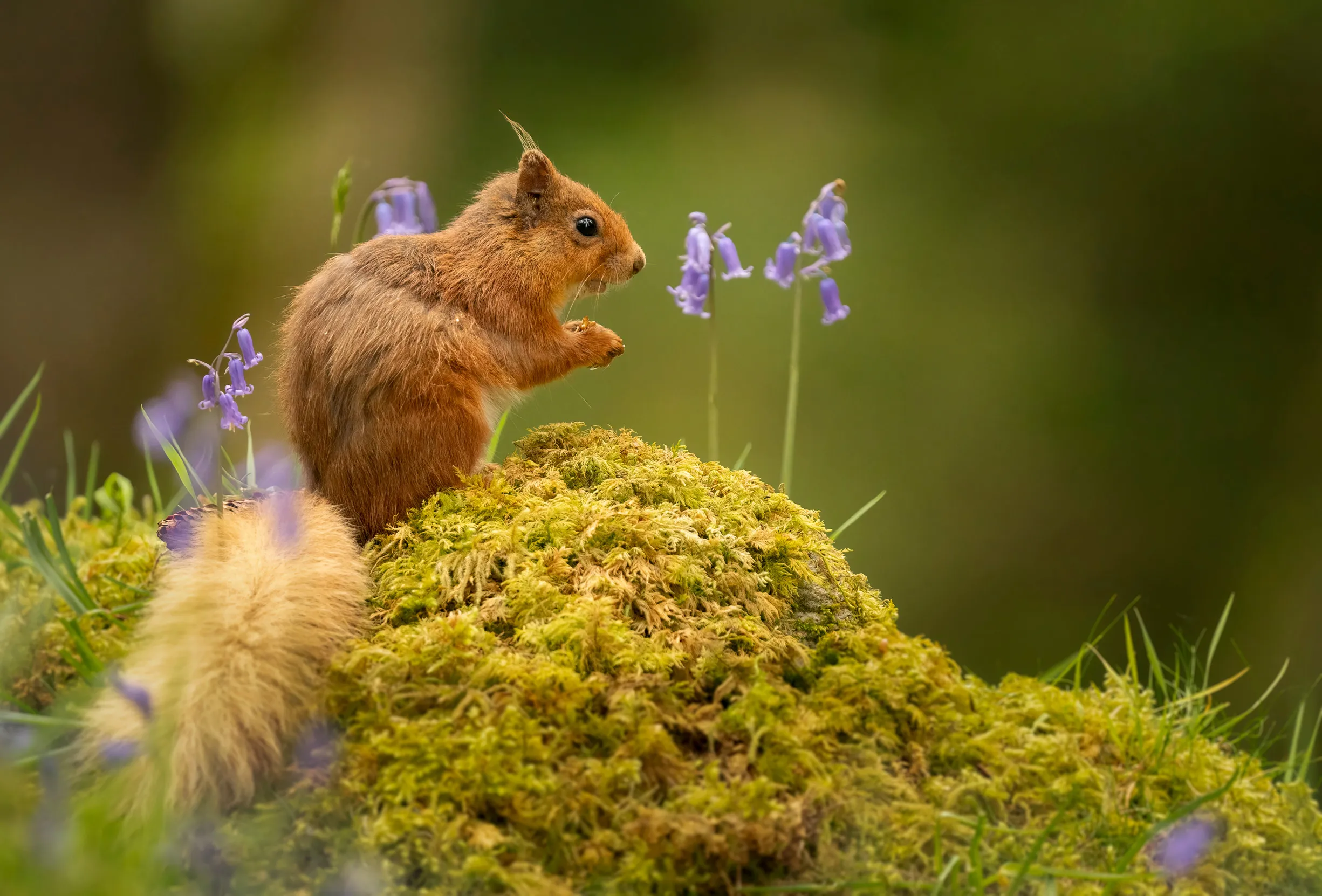 A lone Red Squirrel sat on a mossy mound with Bluebells in the background.