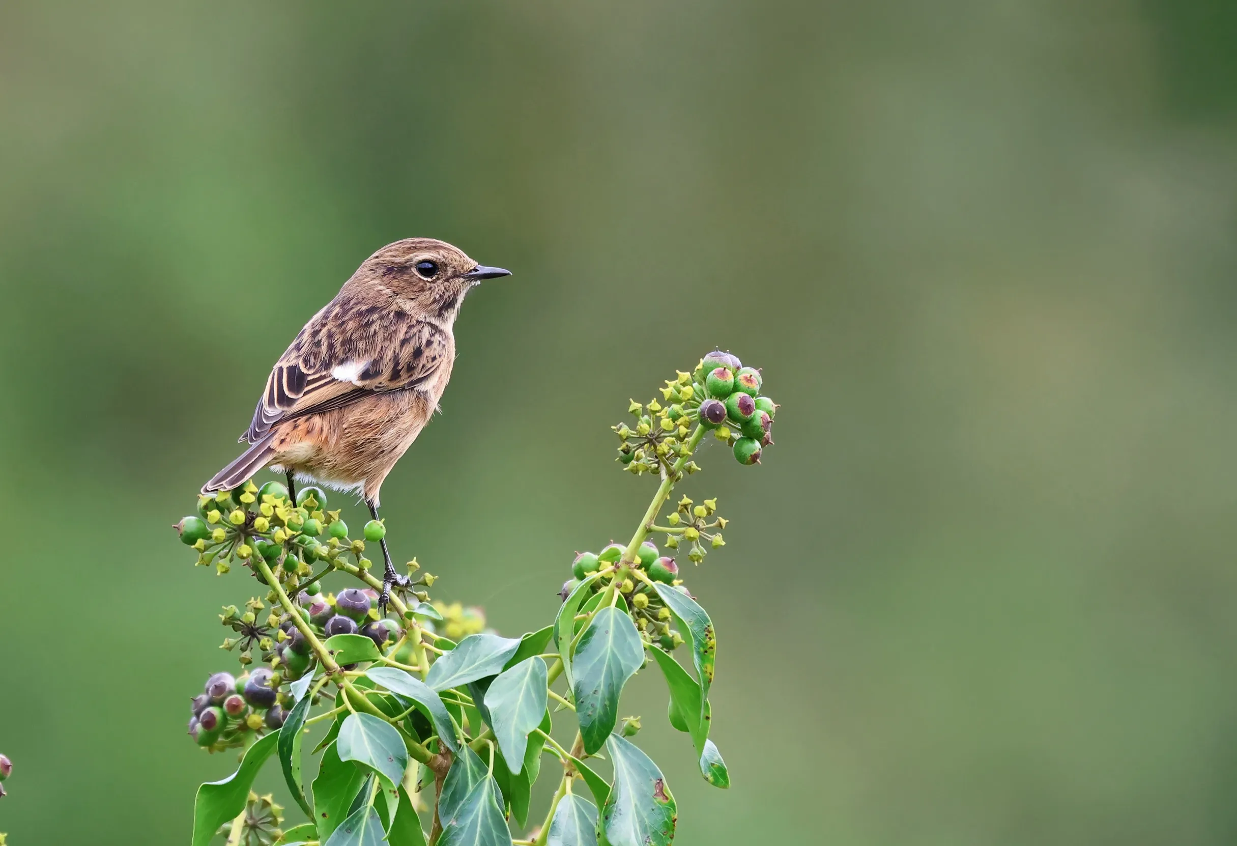 Lone female Stonechat stood on a branch filled with leaves.