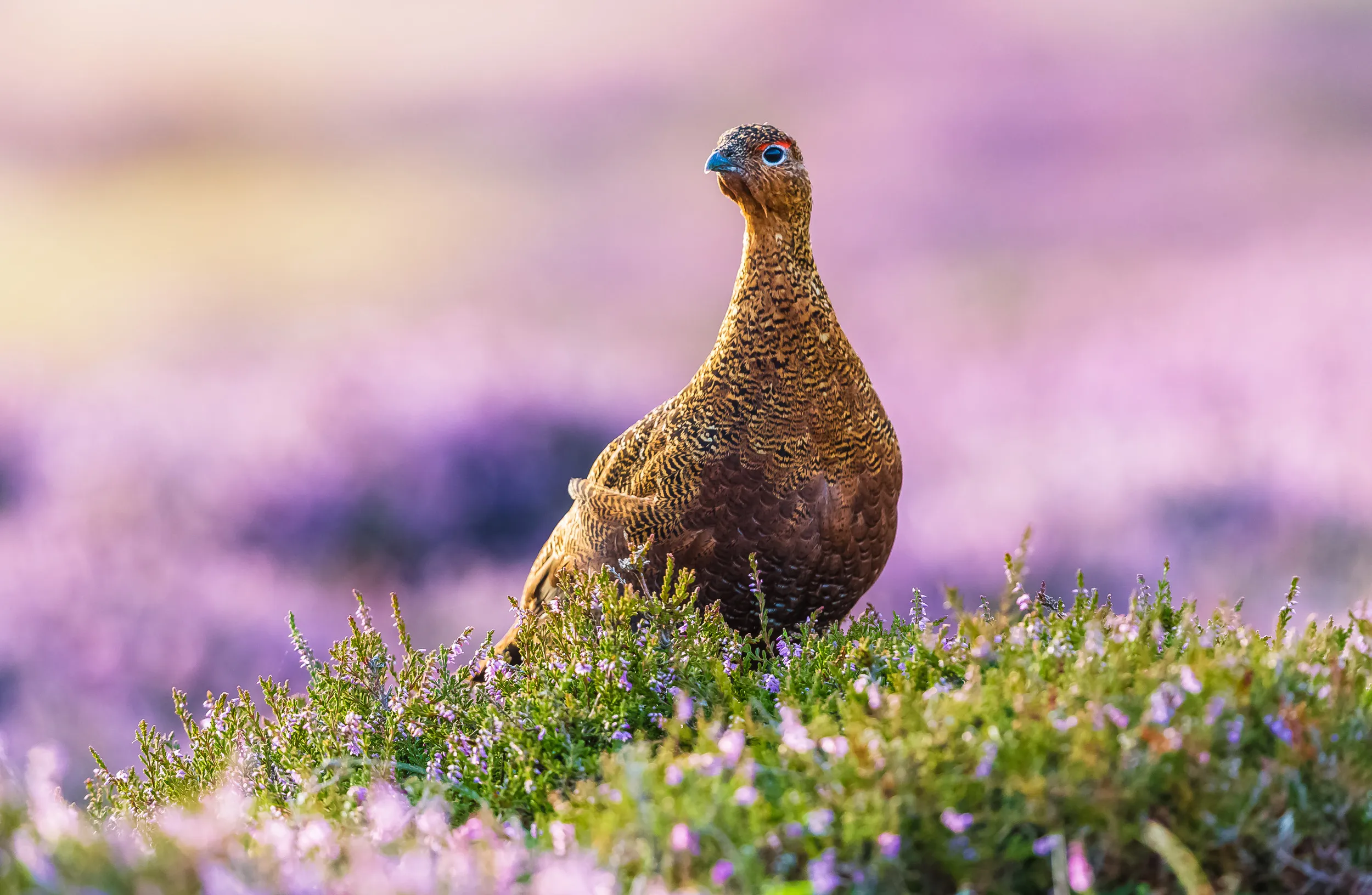 A lone Red Grouse stood on a field of purple heather.