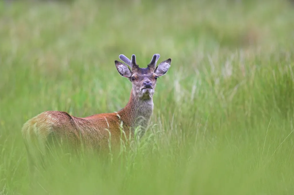 A young male red stag with newly sprouted antlers stood in a meadow staring back at the camera.