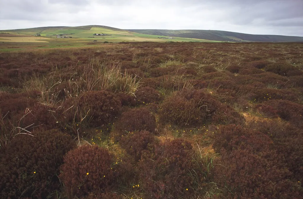 RSPB Rendall Moss, heathland with lush green hills in the background.