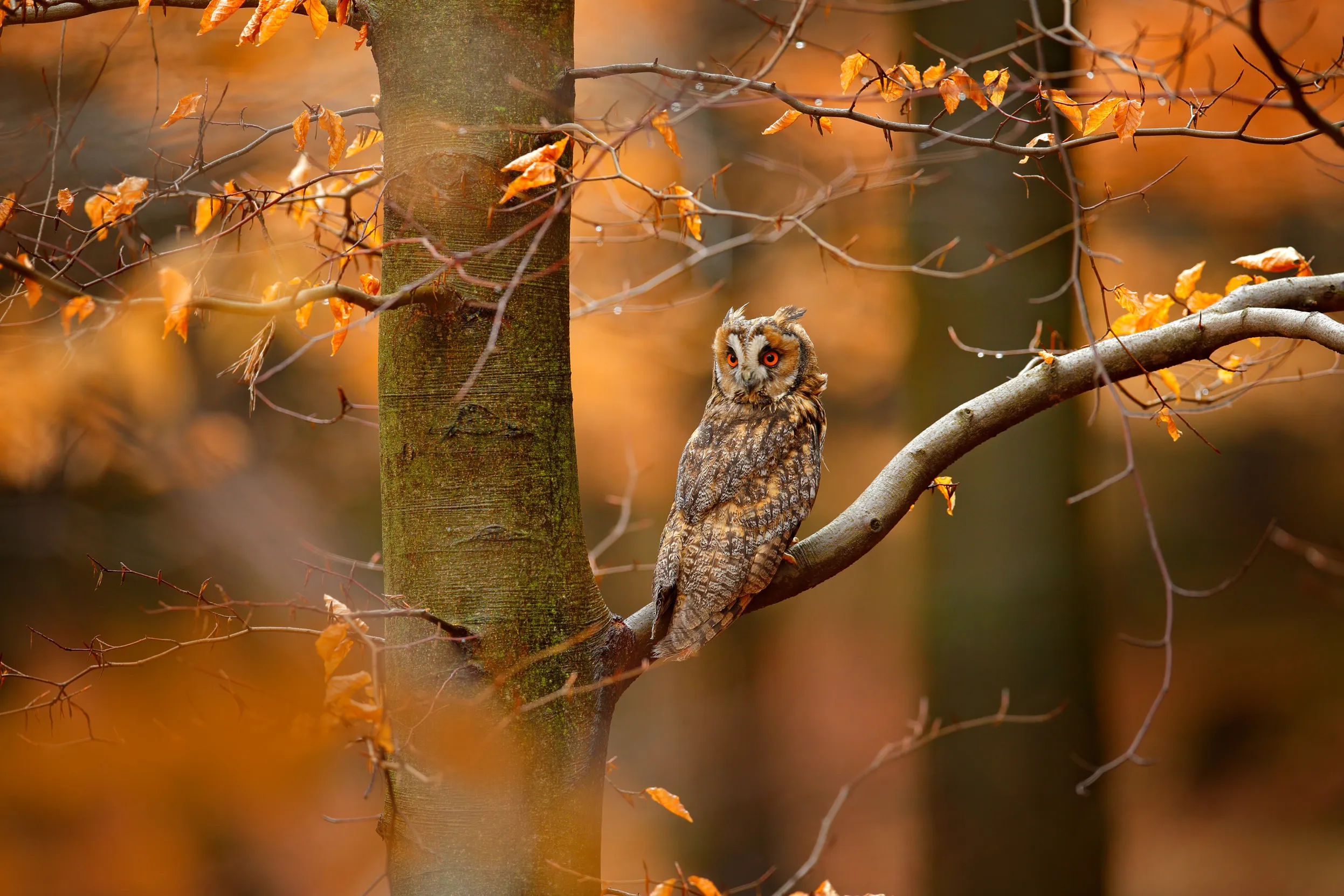 A lone Long-eared Owl with orange oak leaves during autumn.