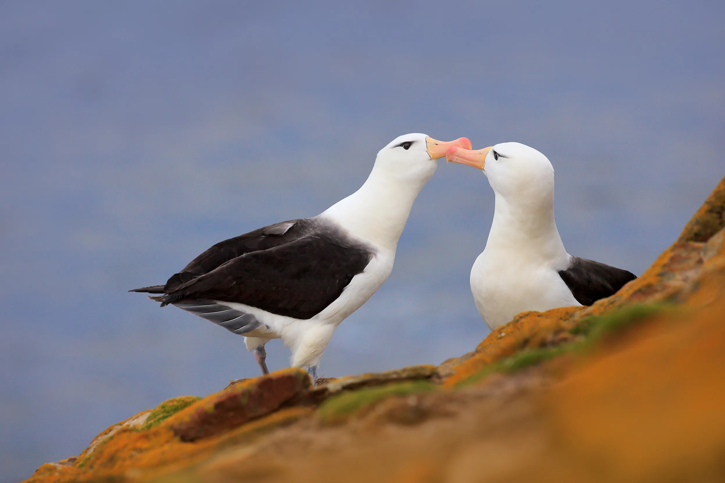 A pair of Black-browed albatross touching beaks on a cliffs edge.