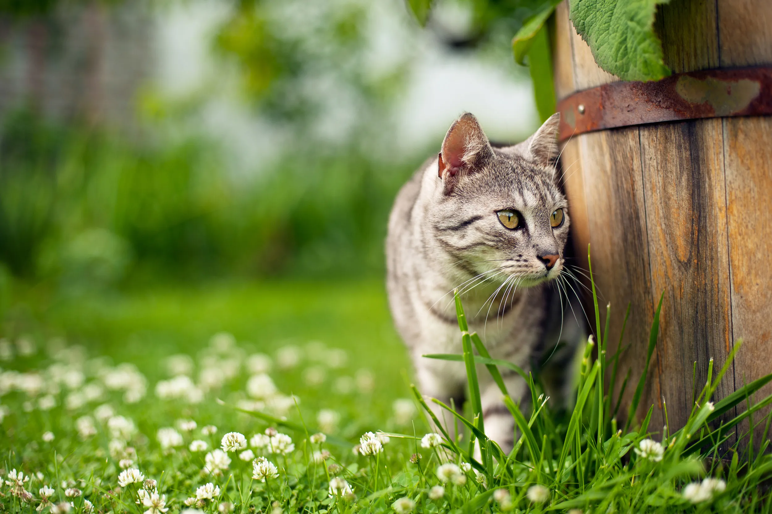 A cat near a wooden plant pot in a garden.