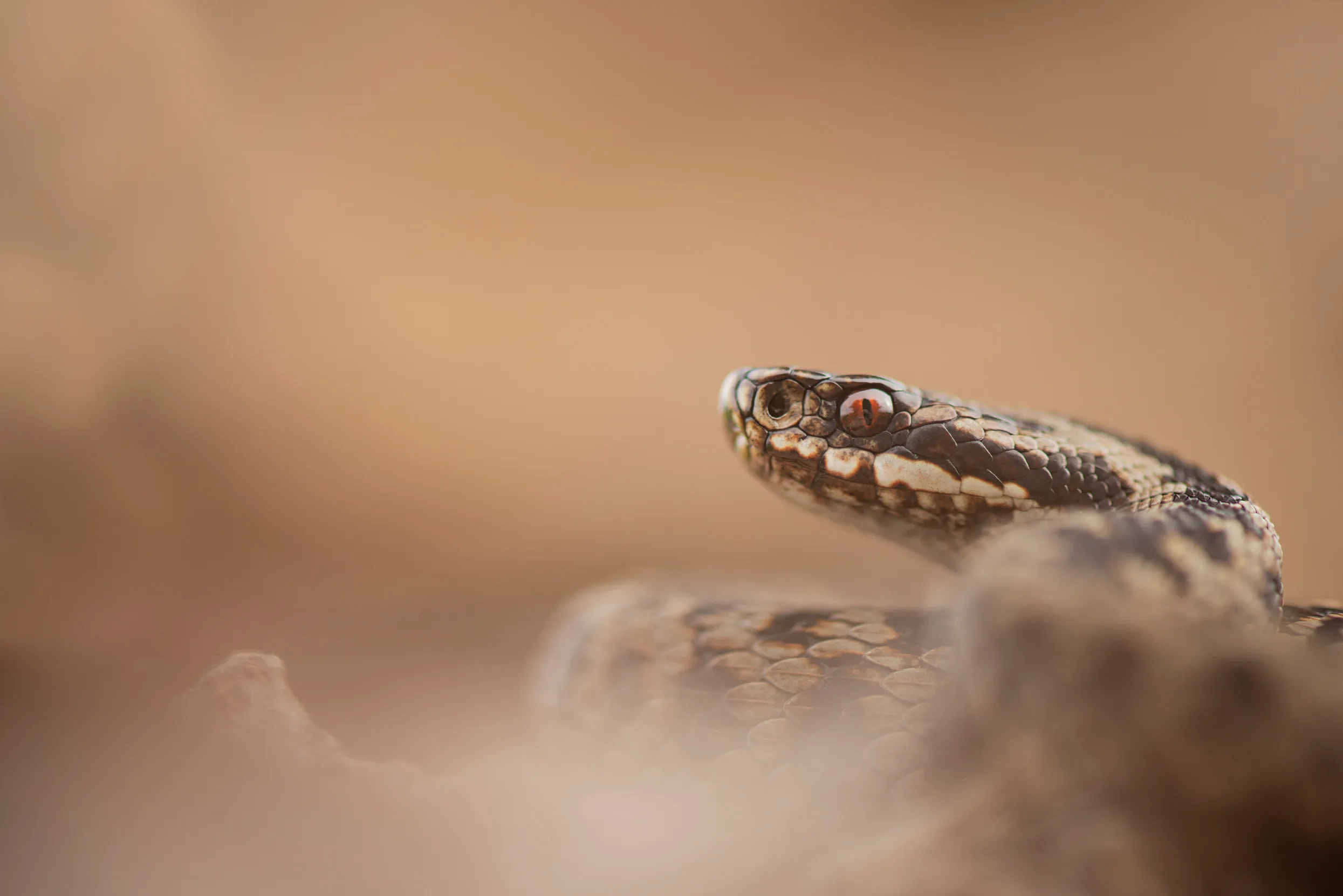 An Adder coiled up with a blurred neutral brown background.