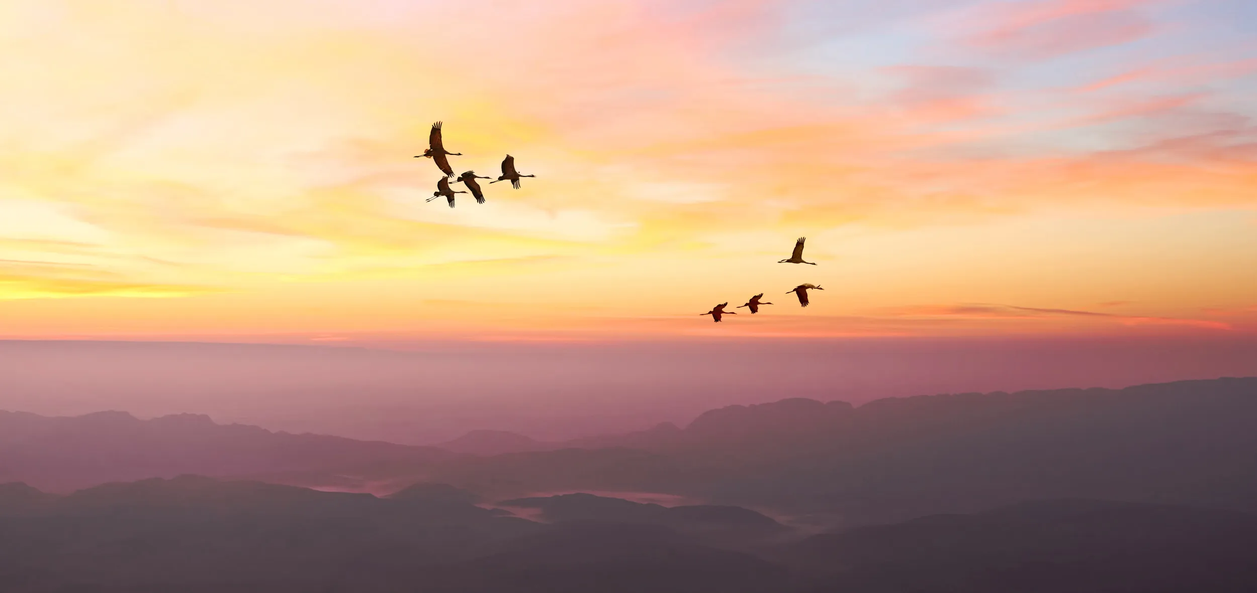 Two flocks of Cranes flying in V formation over mountains at sunrise.