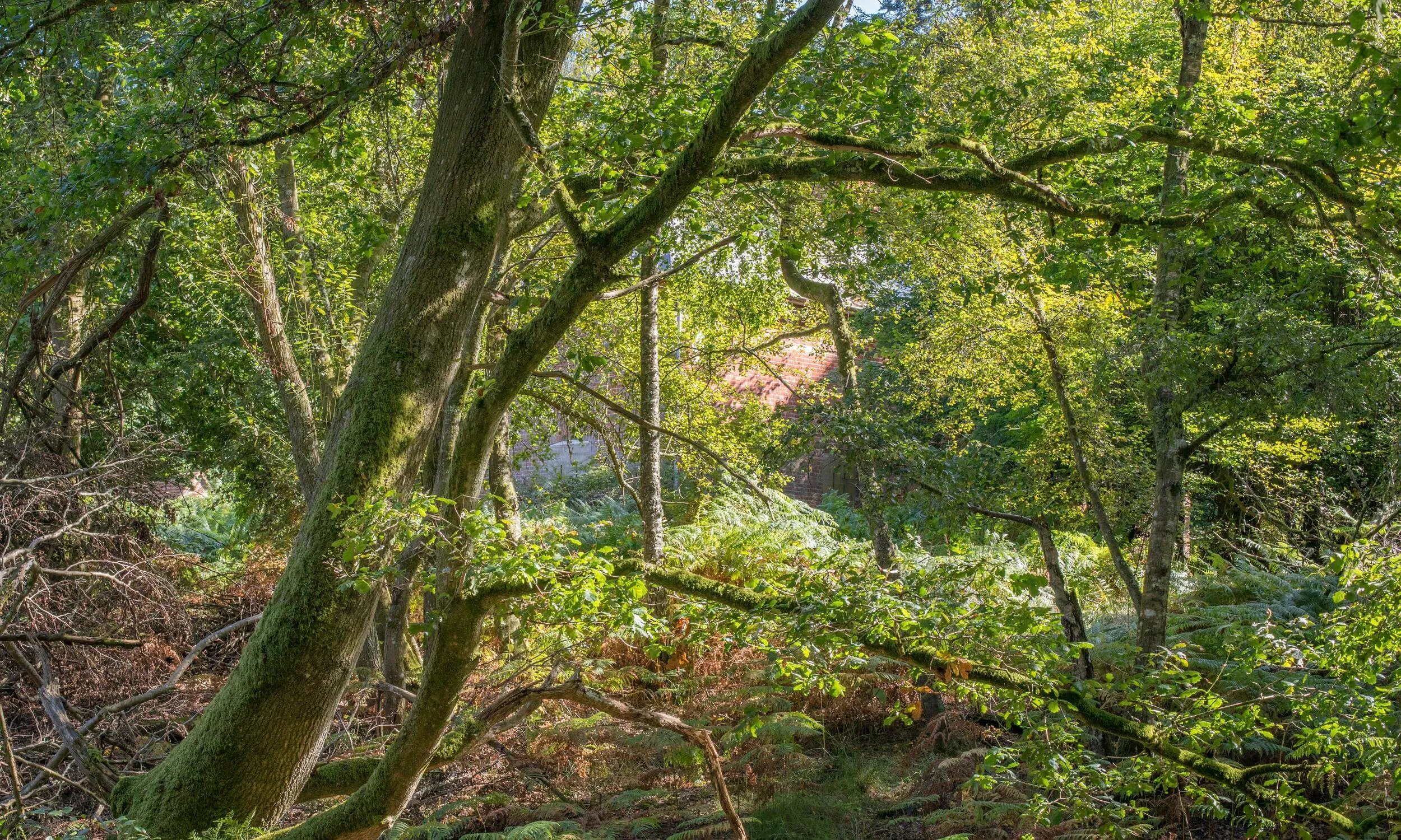 A view of the woodland that makes up a part of Cameron's cottage.