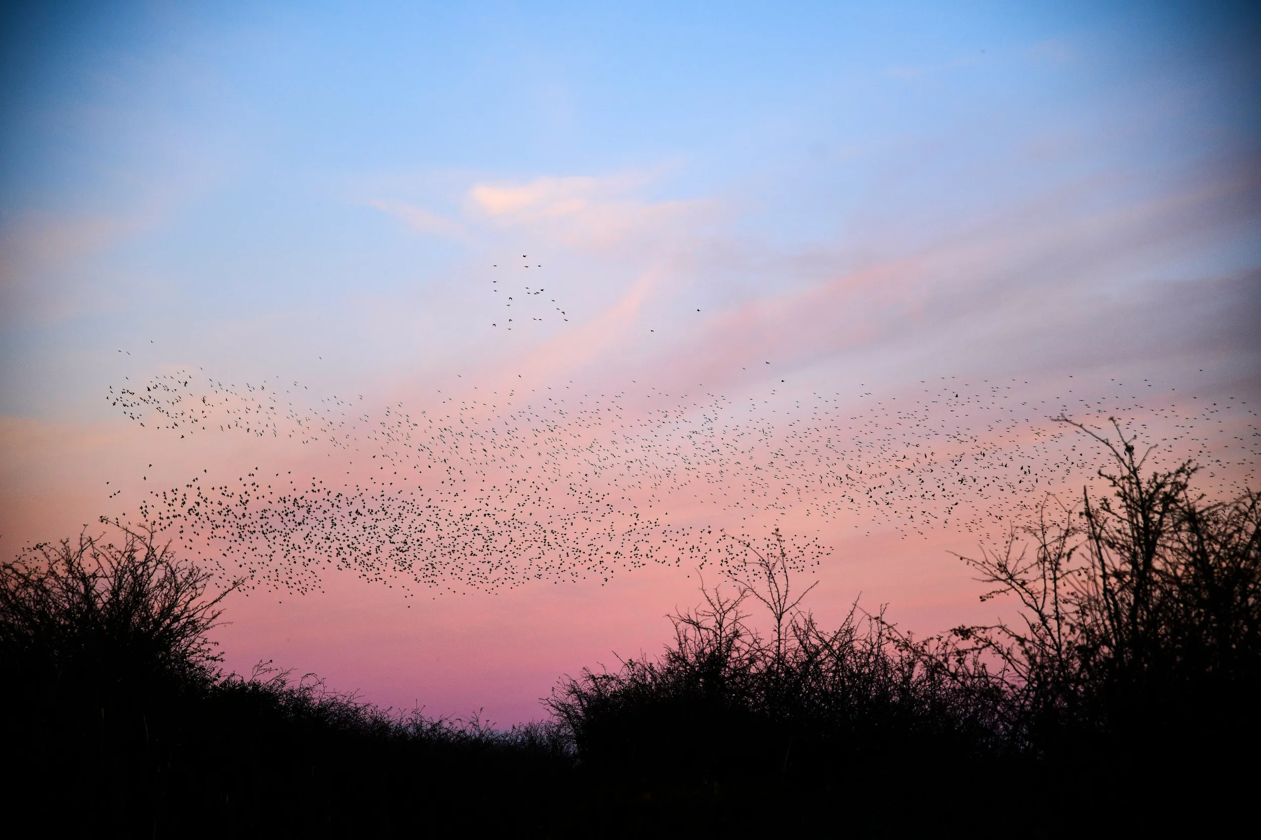 A Starling murmuration against a sunset sky on a winter's dusk.