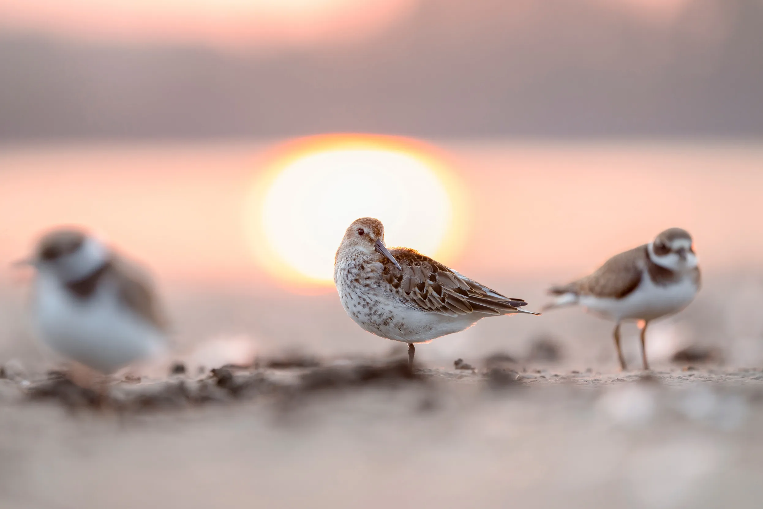 A group of three Dunlin stood on a beach during a pale pink sunset.