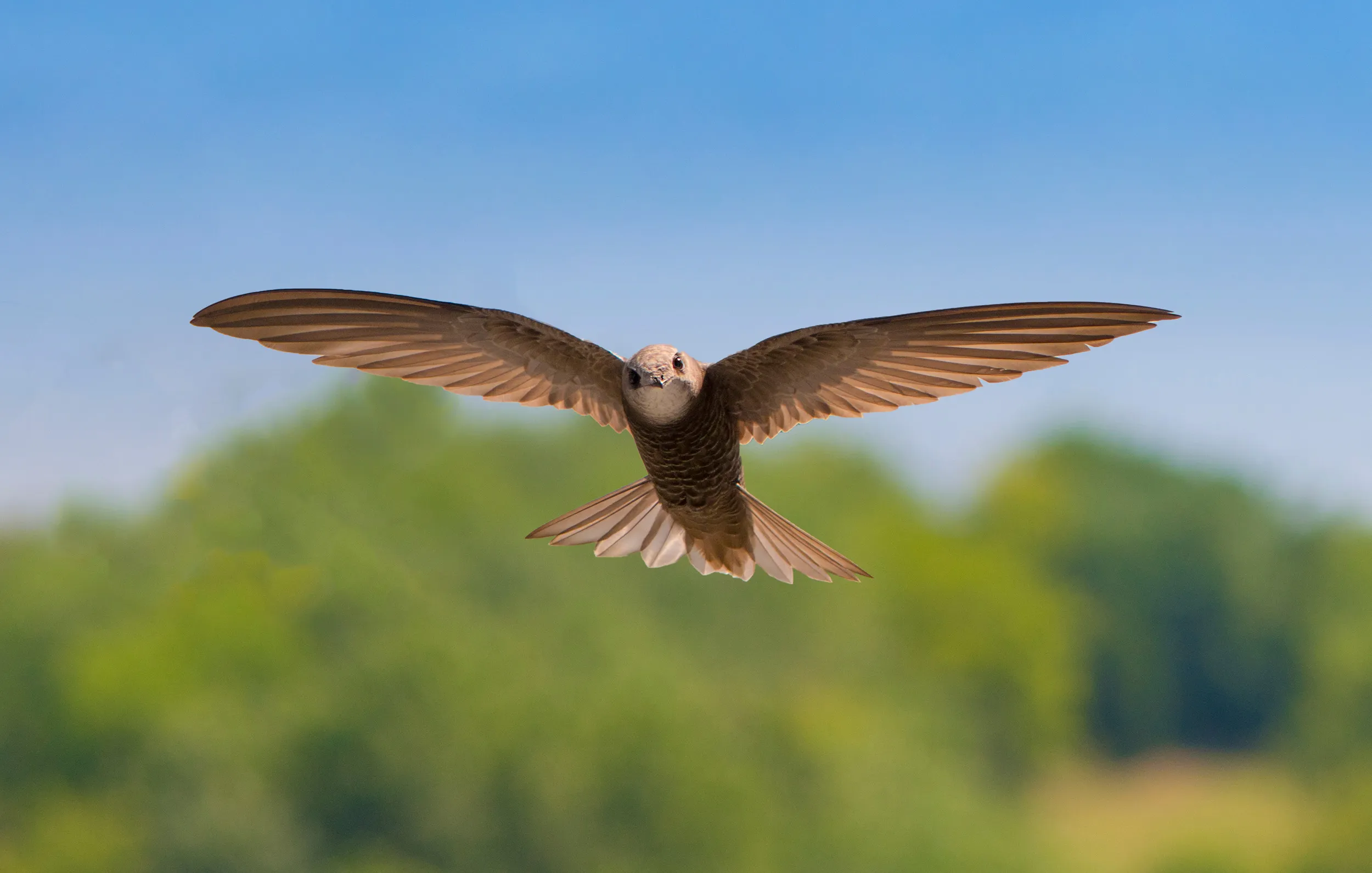 A Common Swift, with wings outstretched, flying towards the camera 