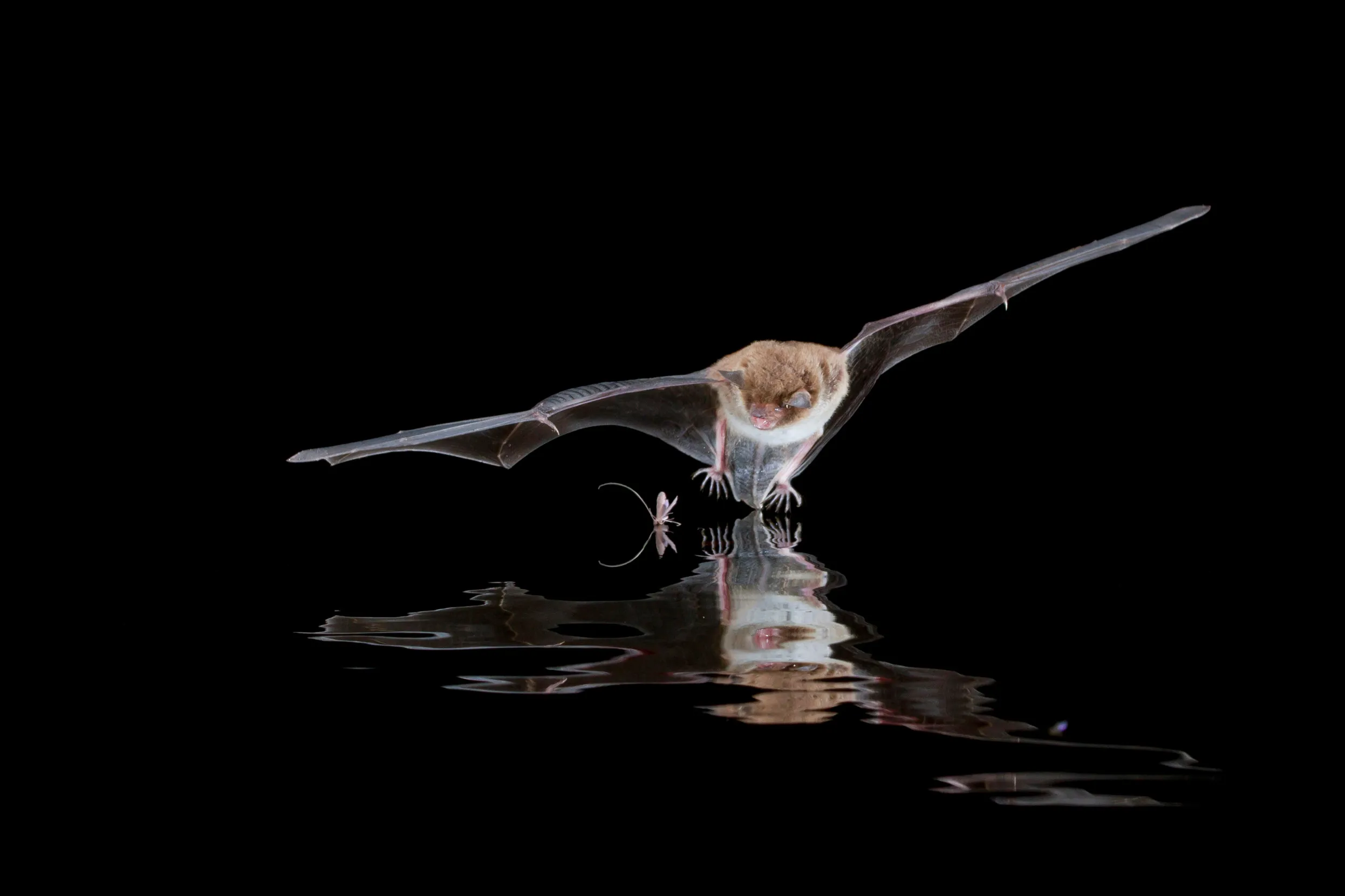 A lone Daubenton’s Bat flying low over dark water.