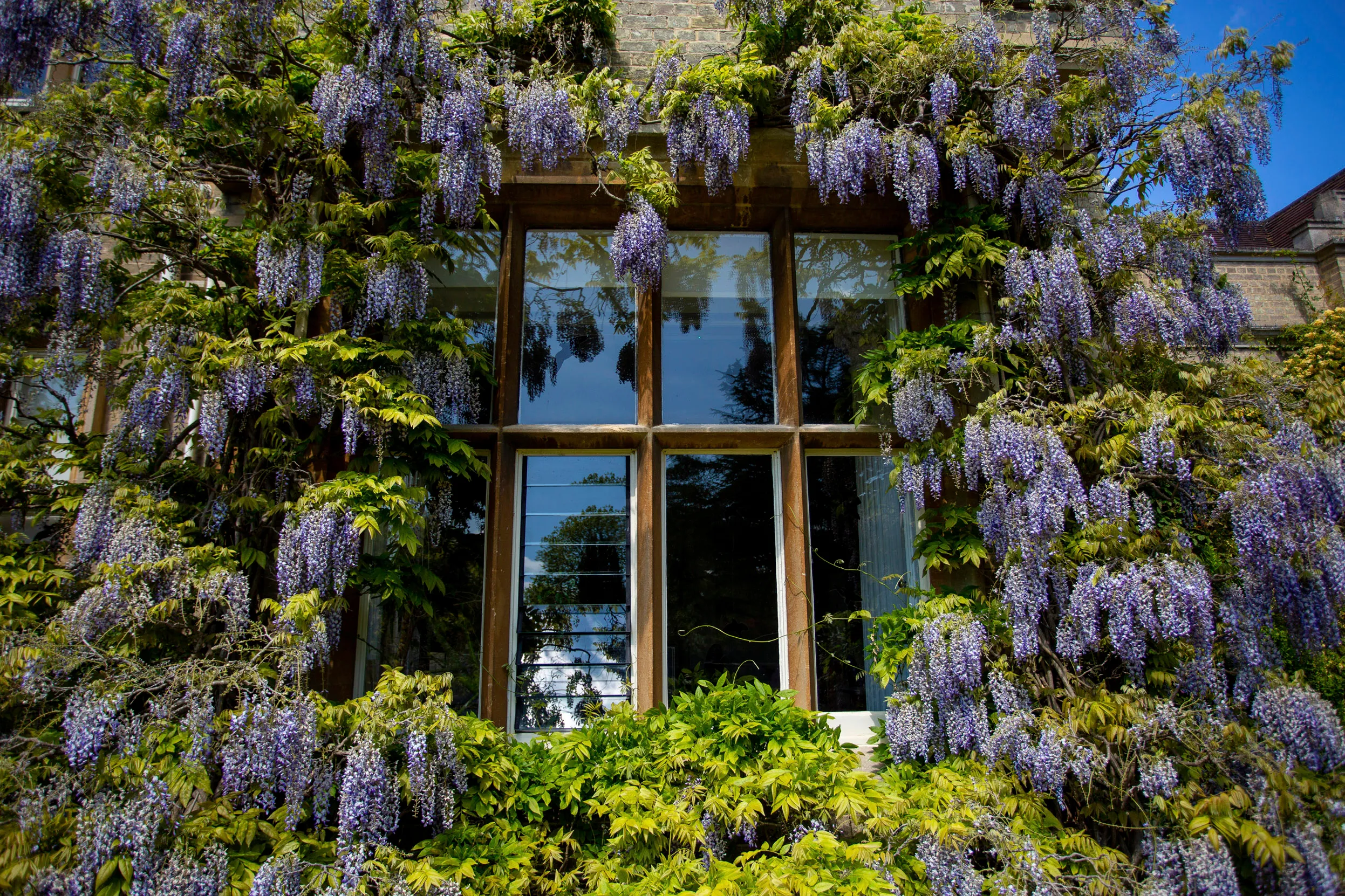 The Lodge window surrounded by purple Wisteria.