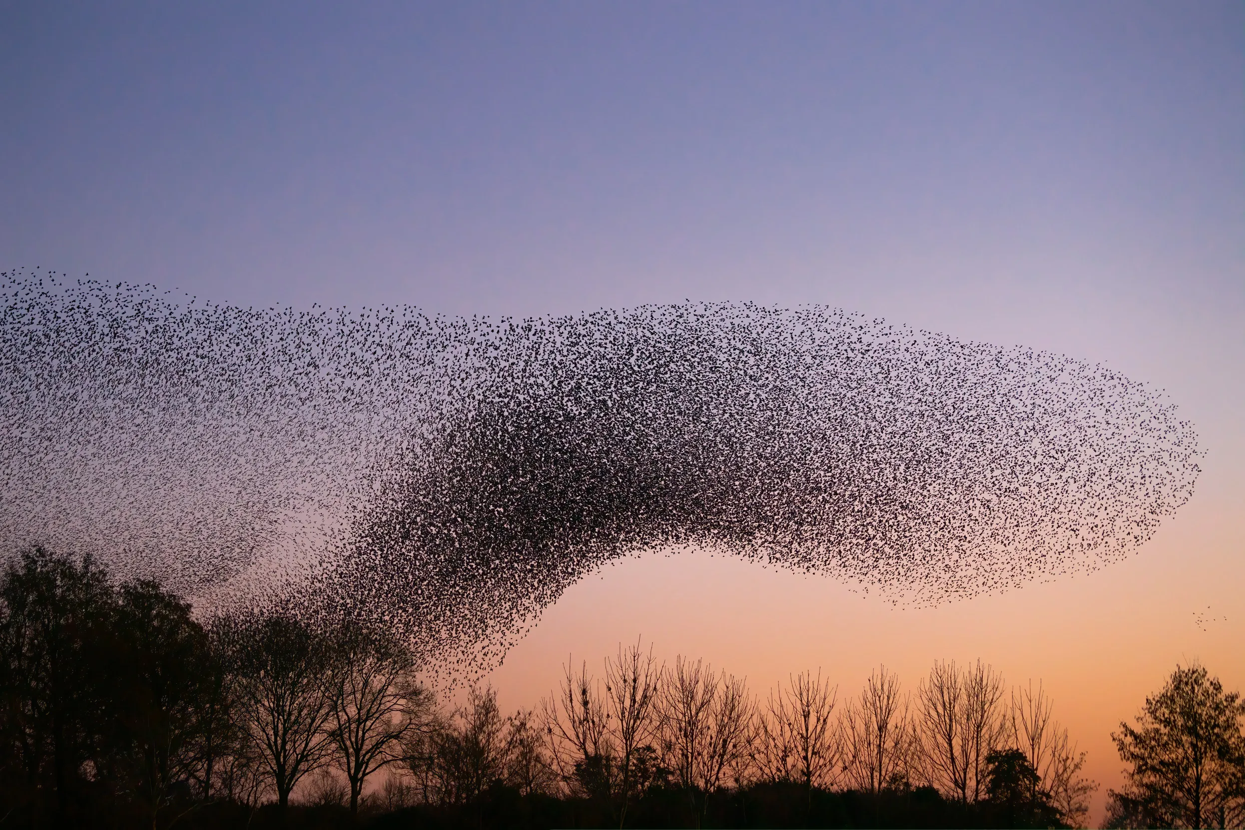 Starling murmuration flying overhead in a pink and orange sunset sky.