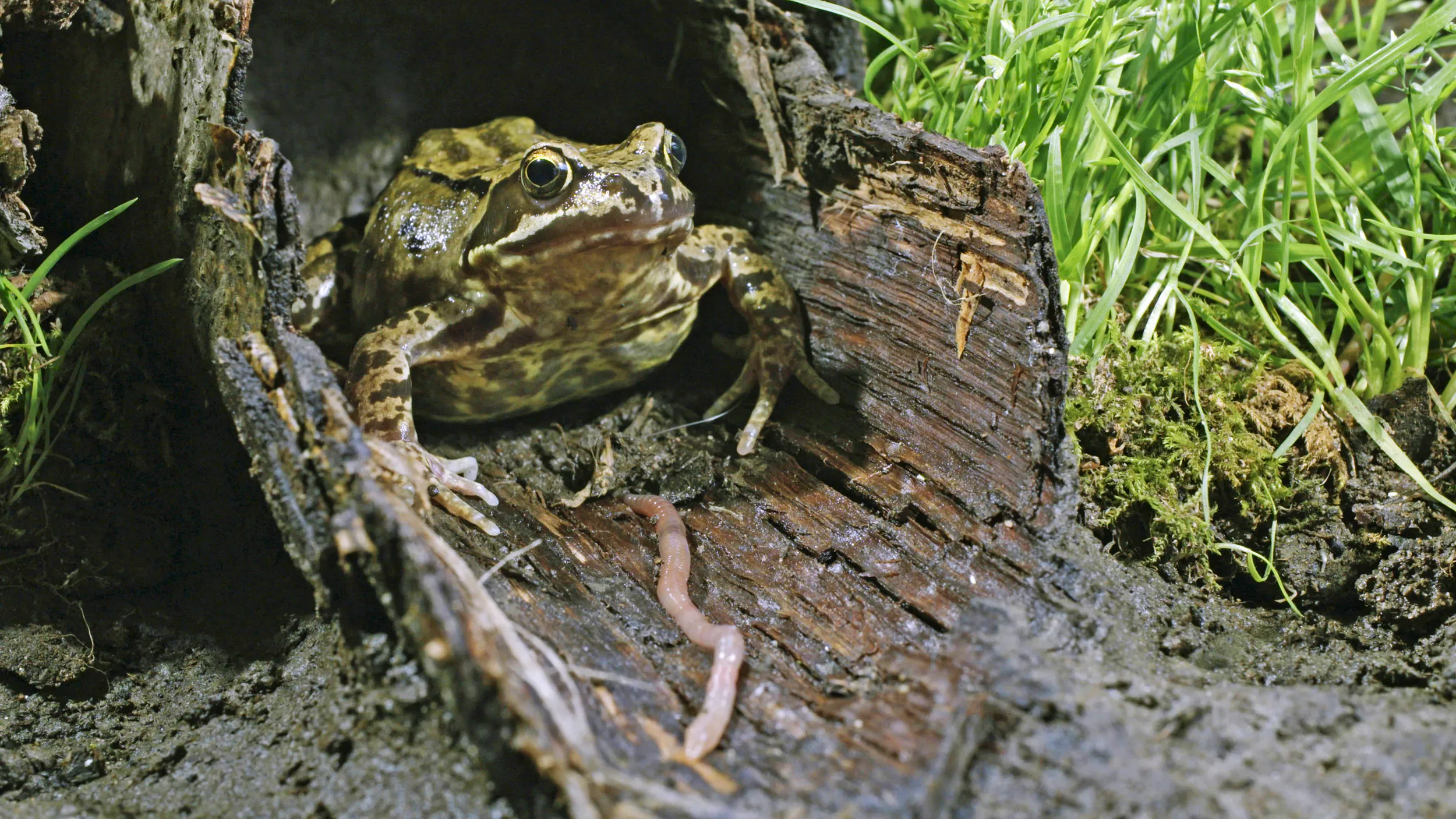 A Common Frog sat in a hollowed out, damp log, with a long worm in front of it.