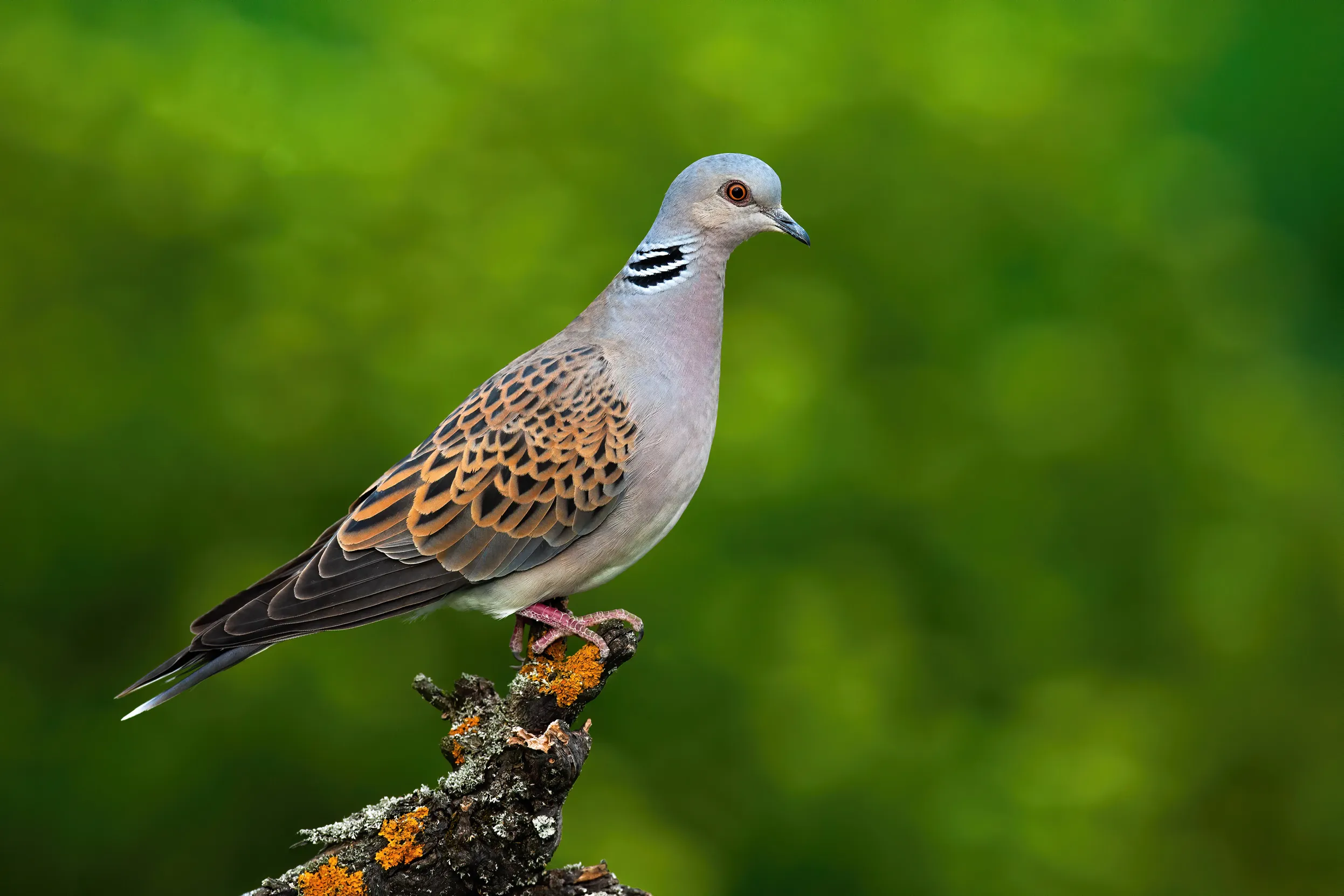 A lone Turtle Dove perched on a branch.