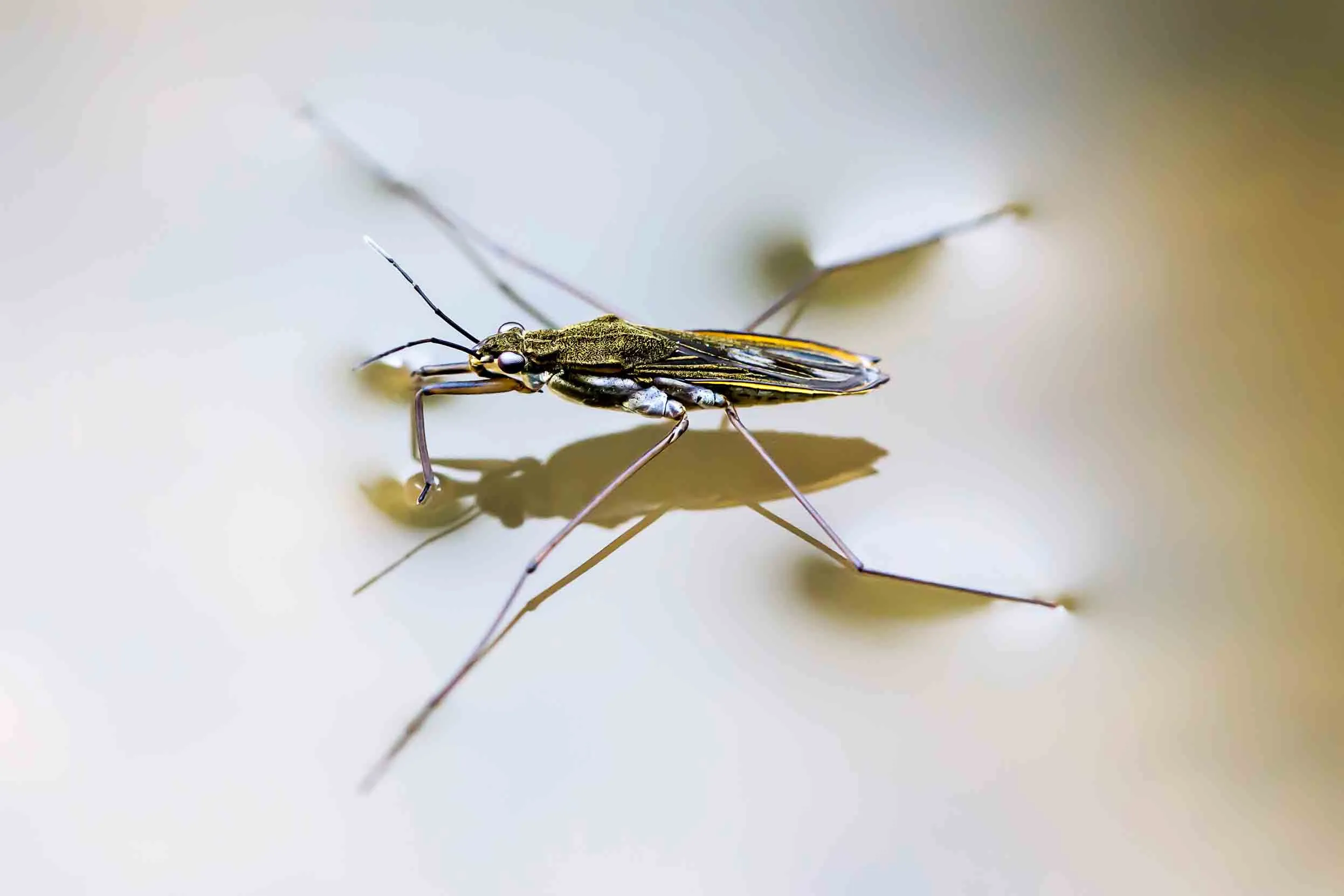 A pond skater stretches out over water without breaking its surface tension.