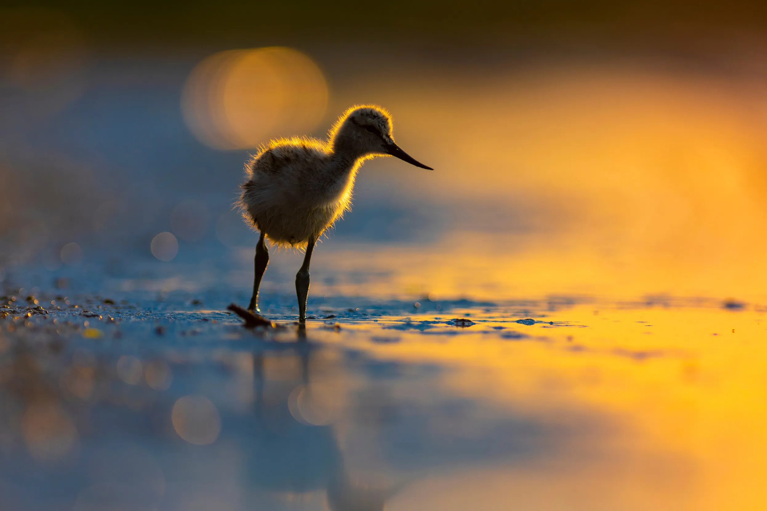 An Avocet chick walking along a shoreline at sunset.