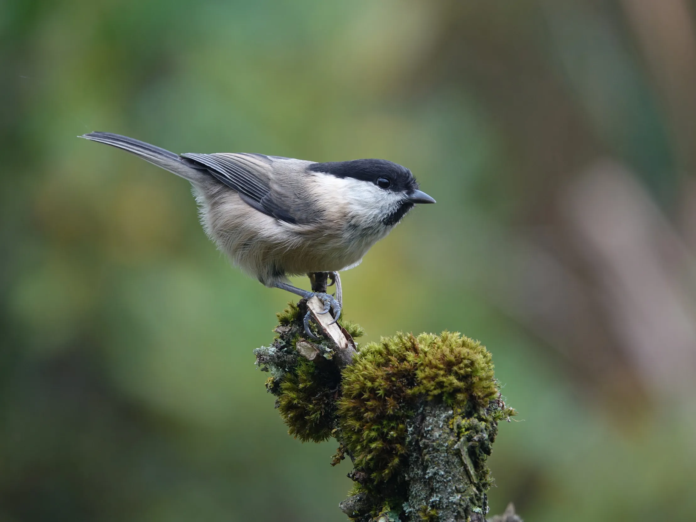 Willow Tit on a mossy branch