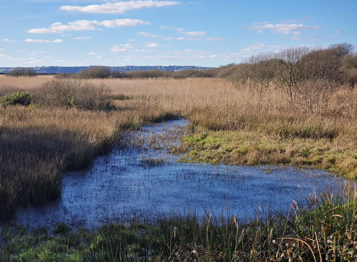 A winters view of the reeds at Marazion Marsh