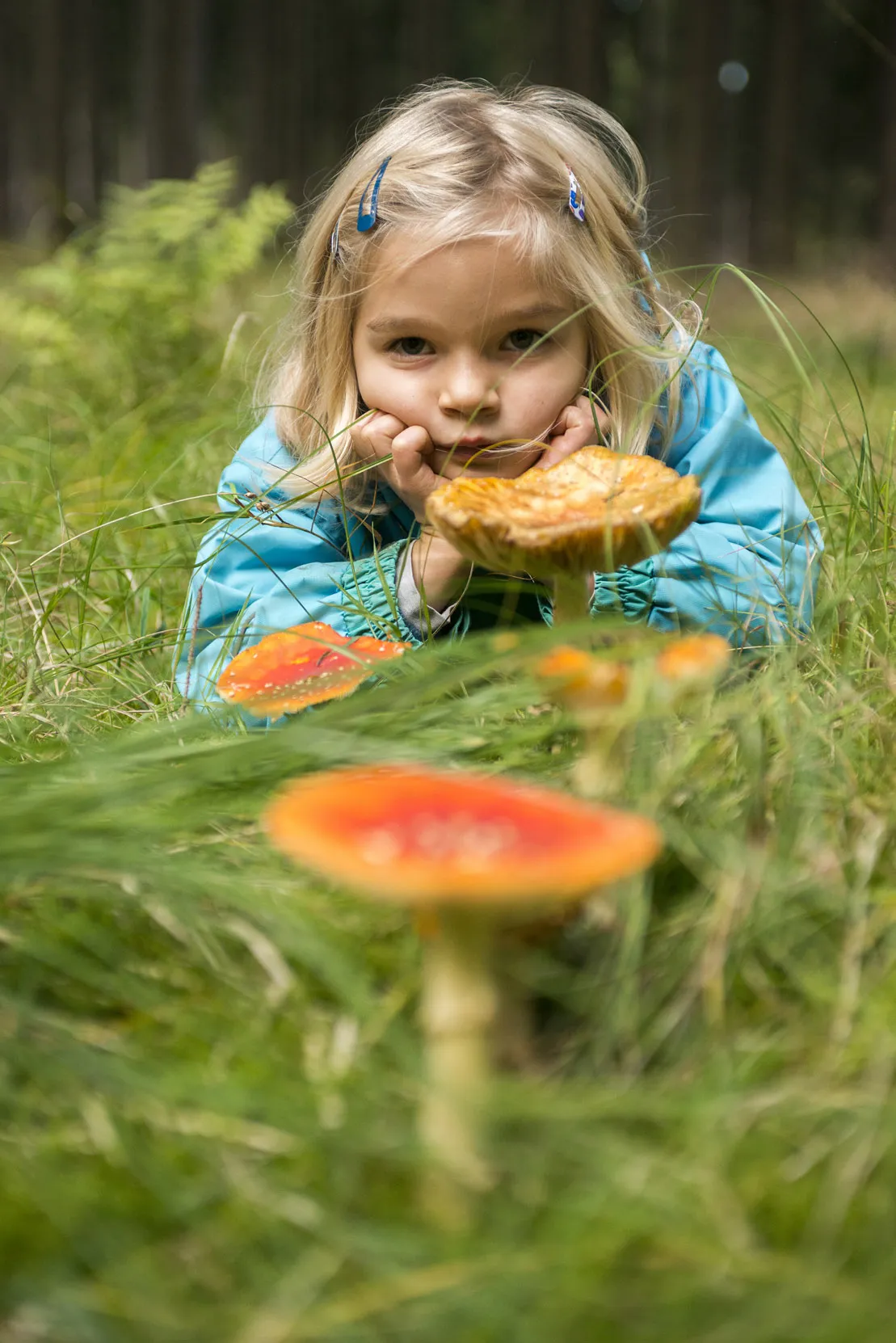 A young child in a meadow, laying on their front with their head perched on their hands, staring at a collection of Fly Agaric mushrooms.