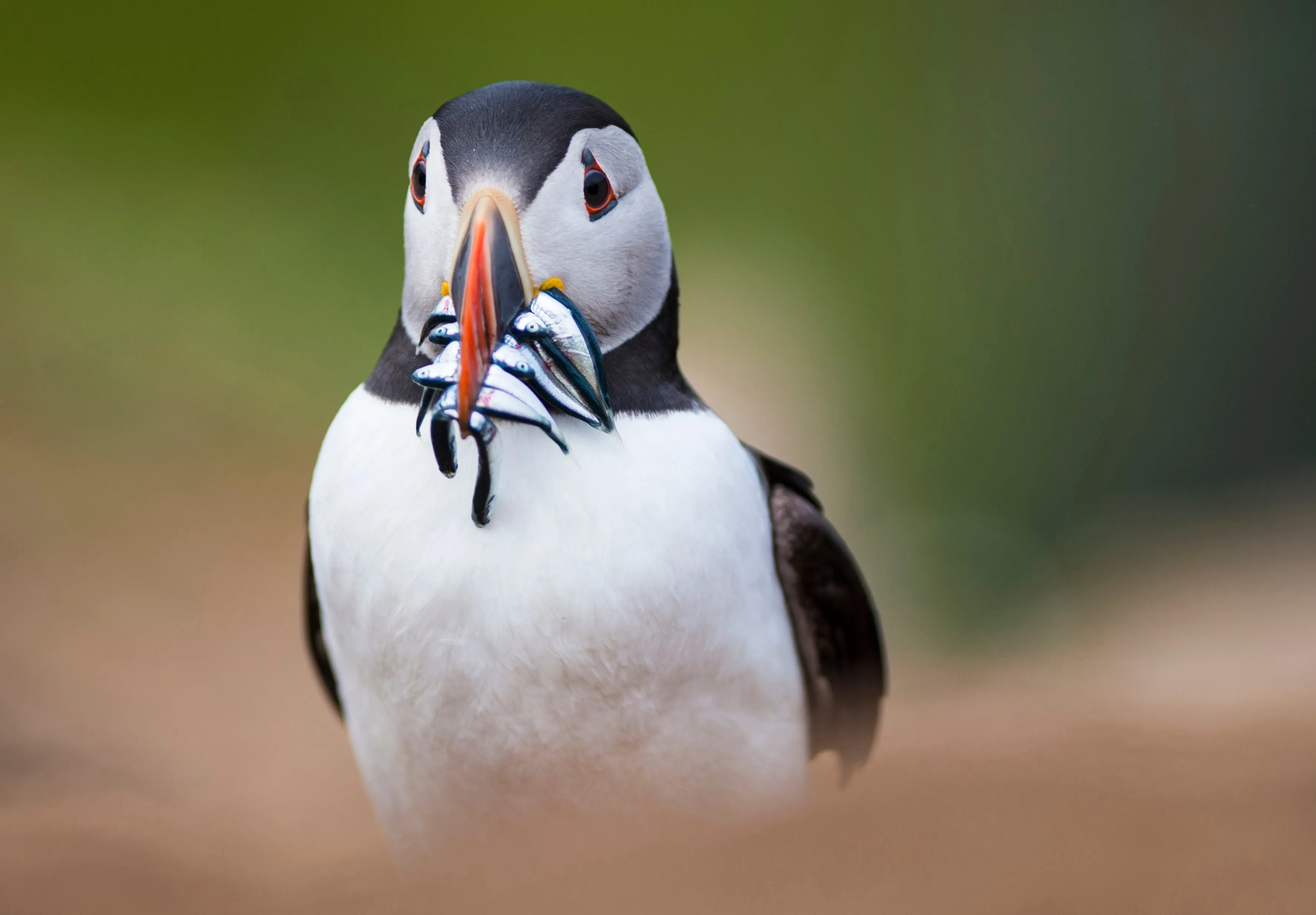 A Puffin with Sandeels in its beak.