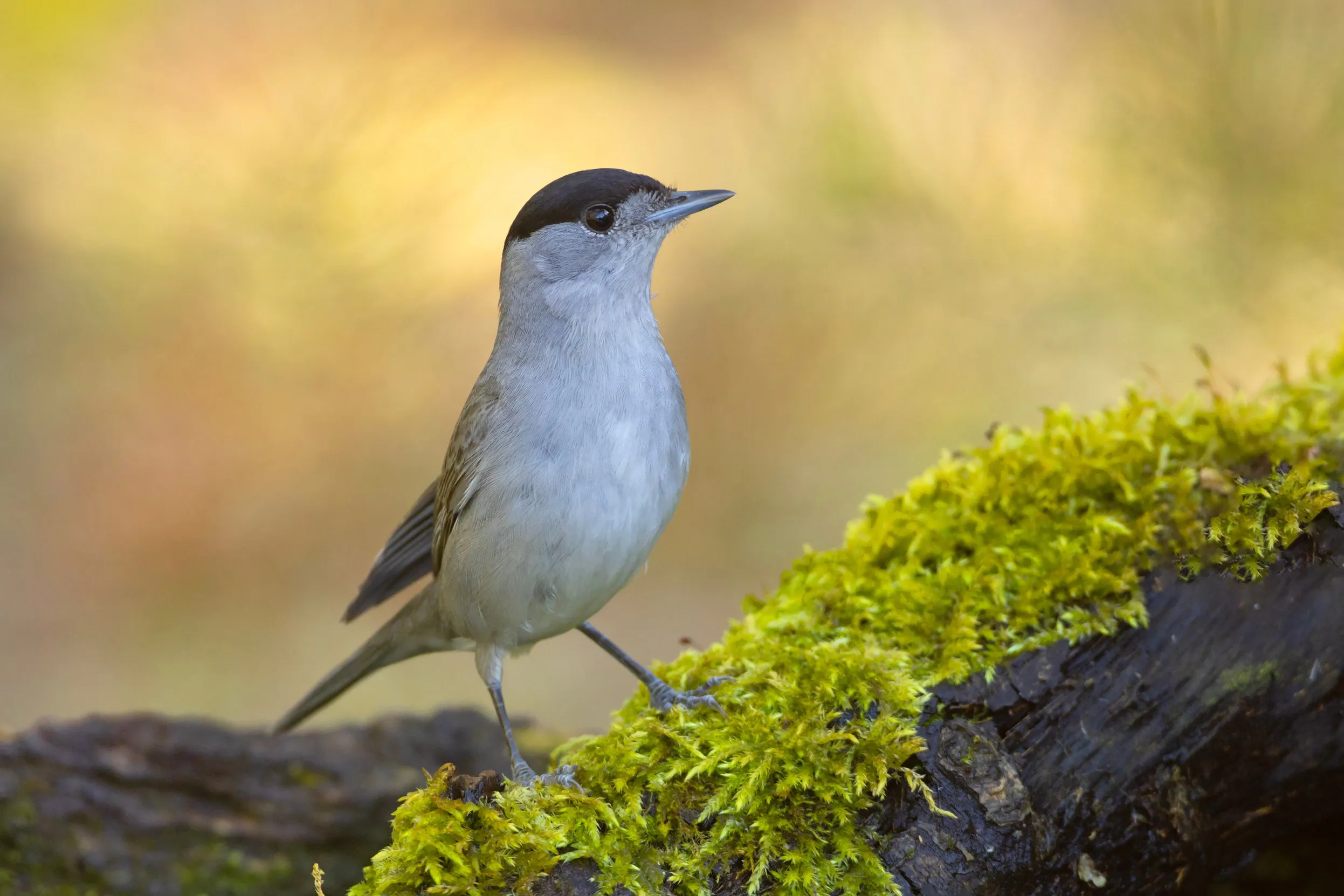 A lone Blackcap perched on a mossy log.