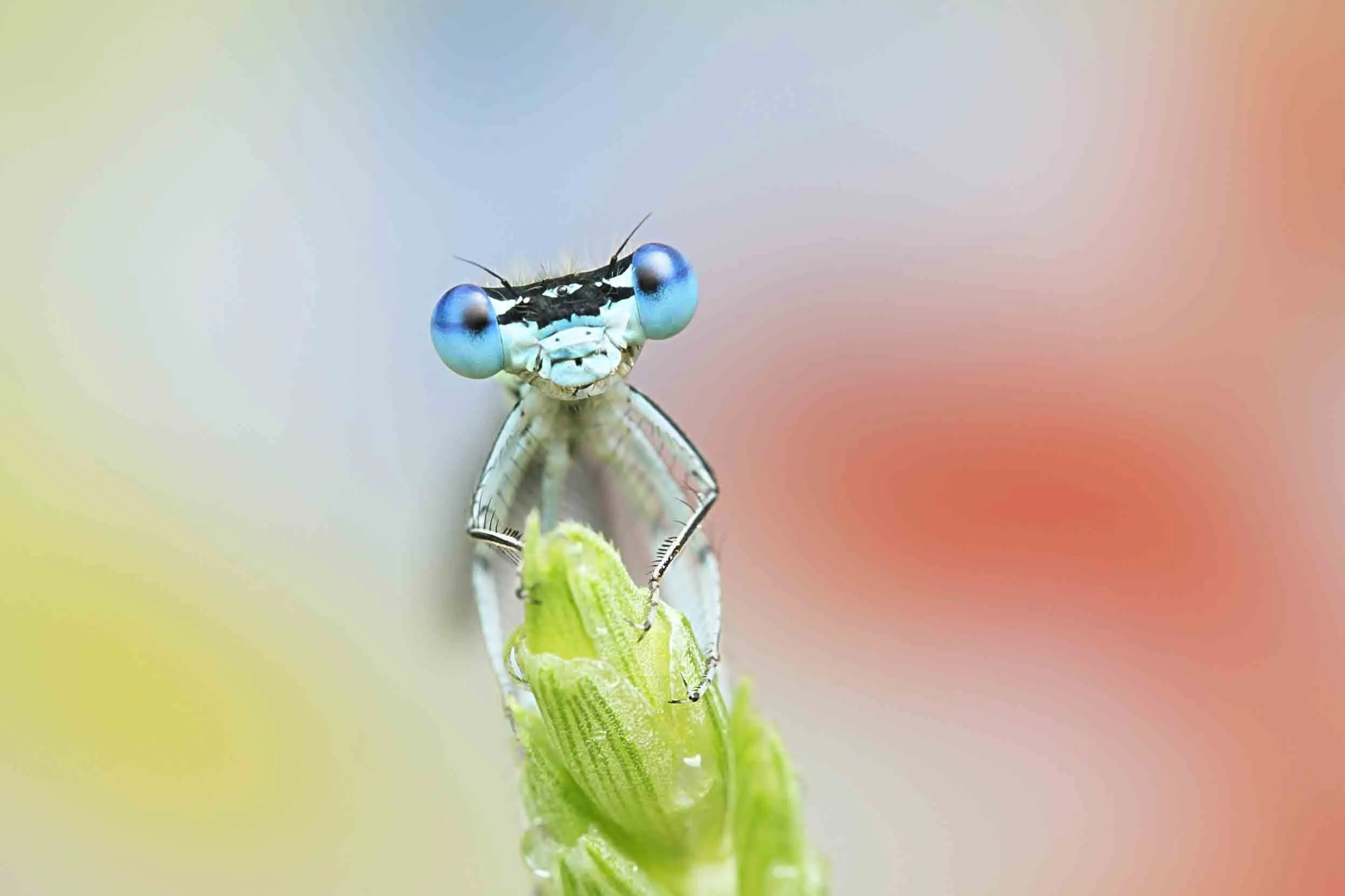 A Common Blue Damselfly perched on the end of a leaf. 