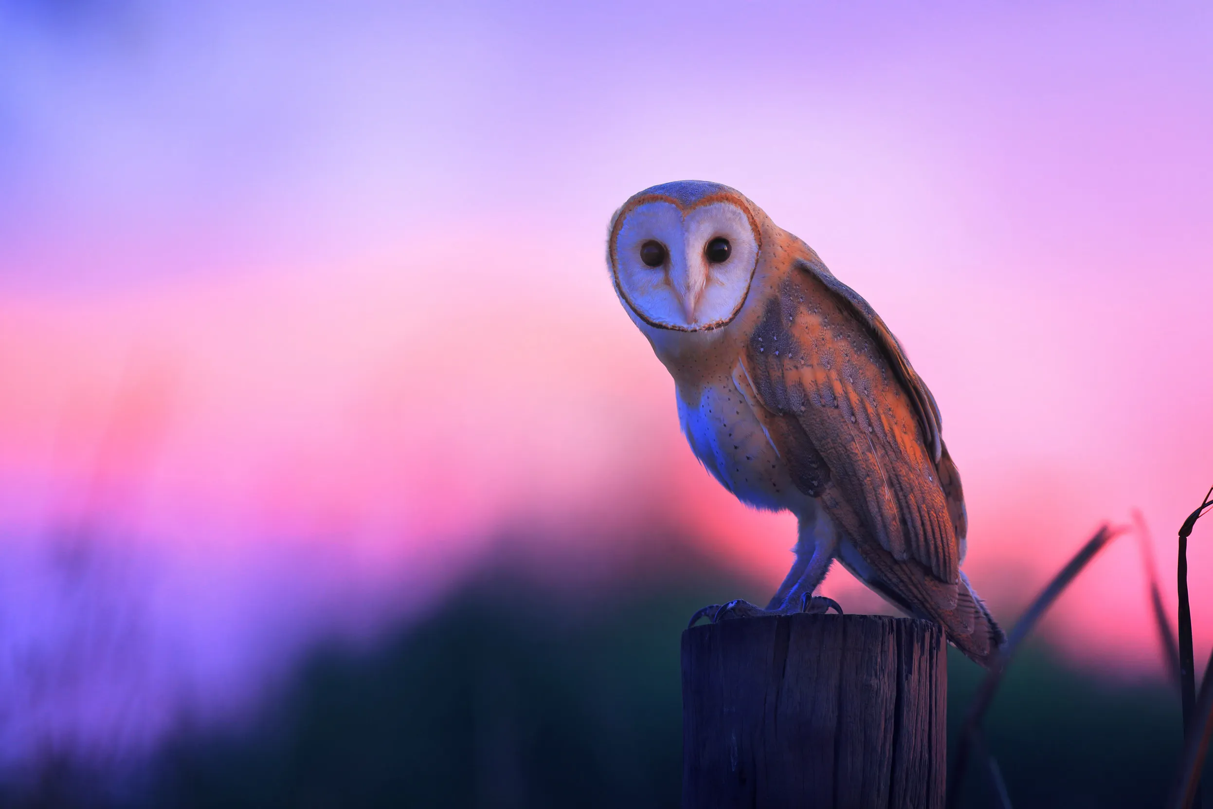 Barn Owl perched on a tree stump.